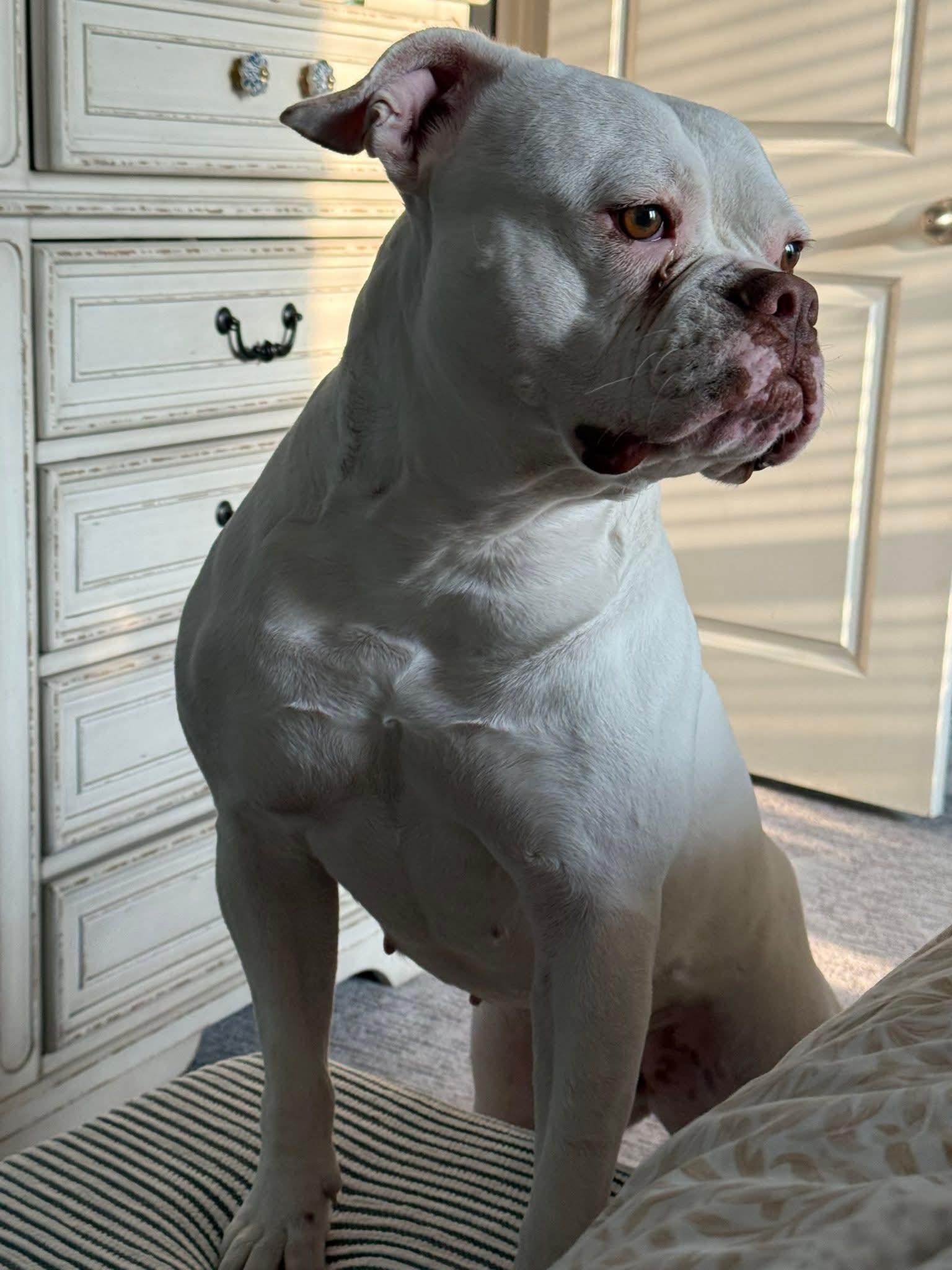 Koko, Adopted, Adult Female Boxer.