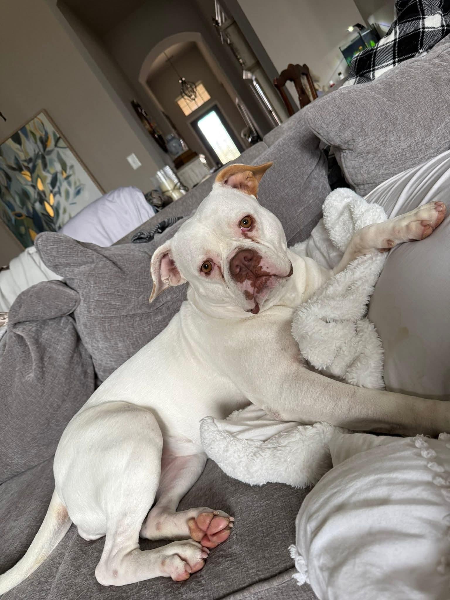 Enlarge Koko, a Adopted Boxer in Dallas, TX image 3/3