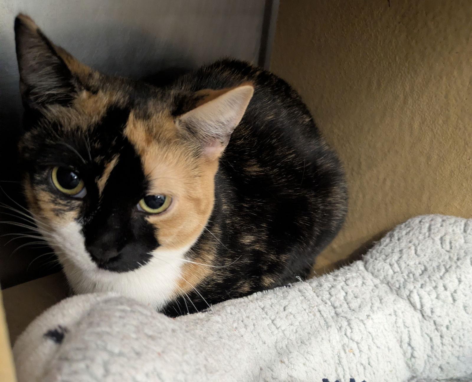 Munchkin, Adoptable, Kitten Female Domestic Short Hair & Calico.