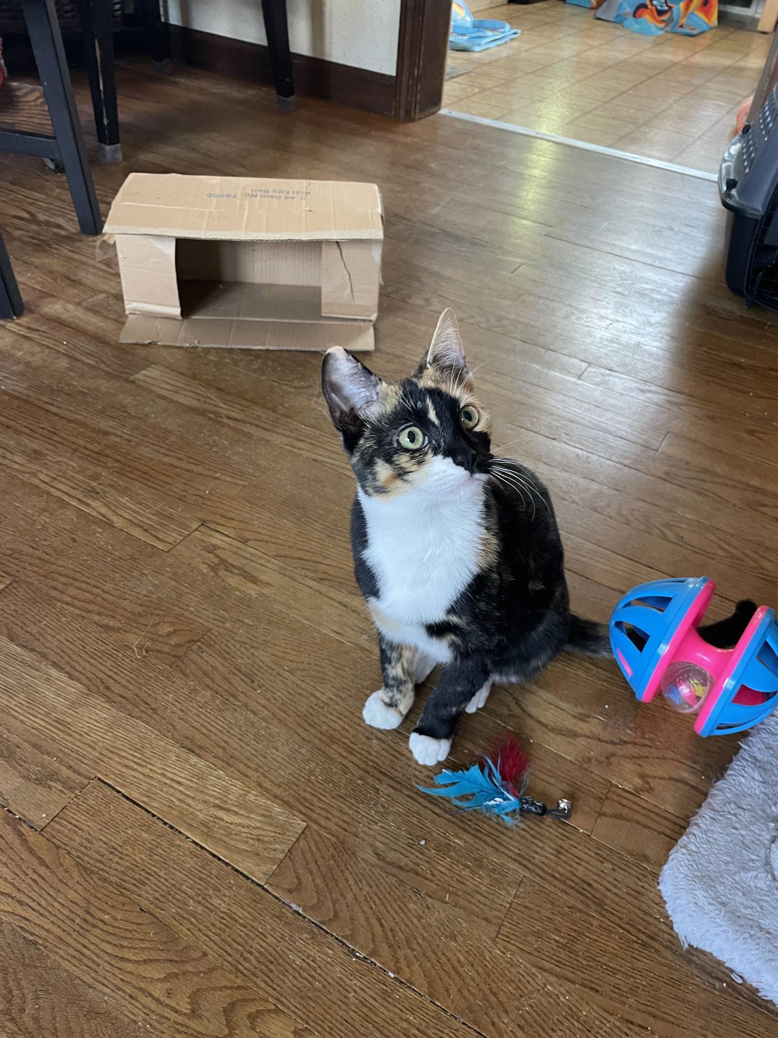 Enlarge Munchkin, a Adoptable mixed breed in Island Lake, IL image 2/3