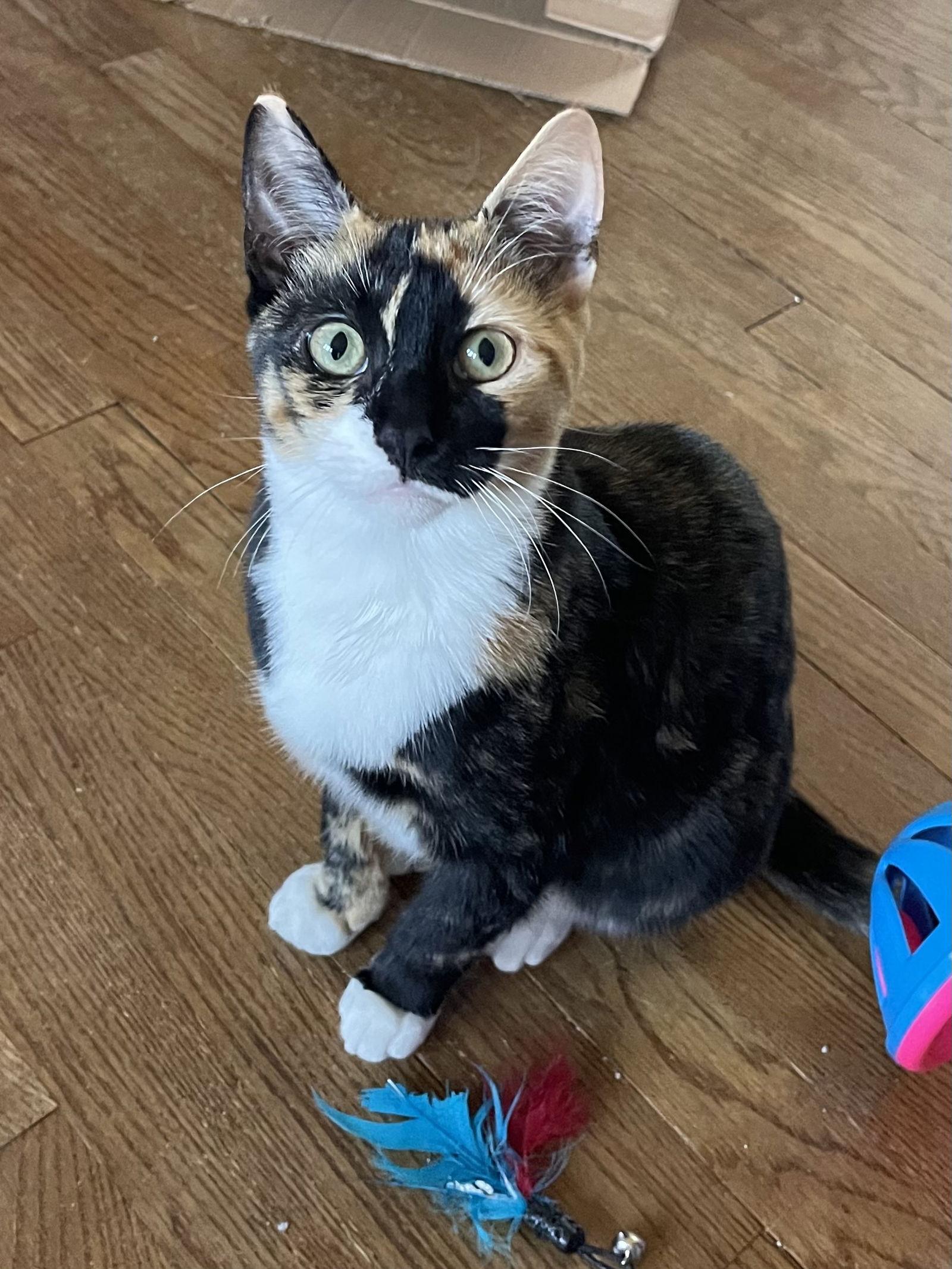 Enlarge Munchkin, a Adoptable mixed breed in Island Lake, IL image 3/3