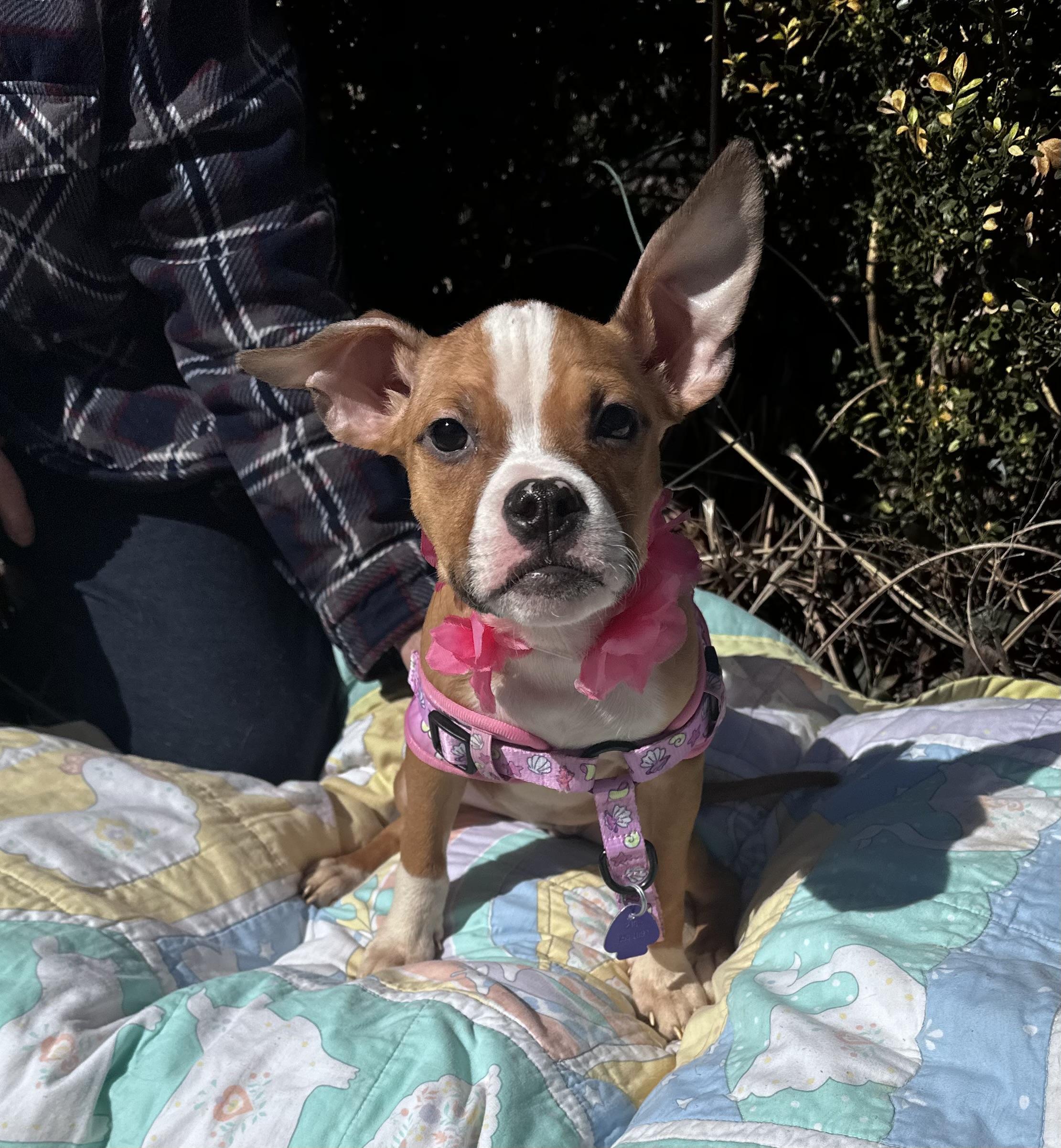Liza - [ ]  Saturday Pet Supplies Plus 1-3-  5348 Dixie Hwy Waterford, MI 48329)