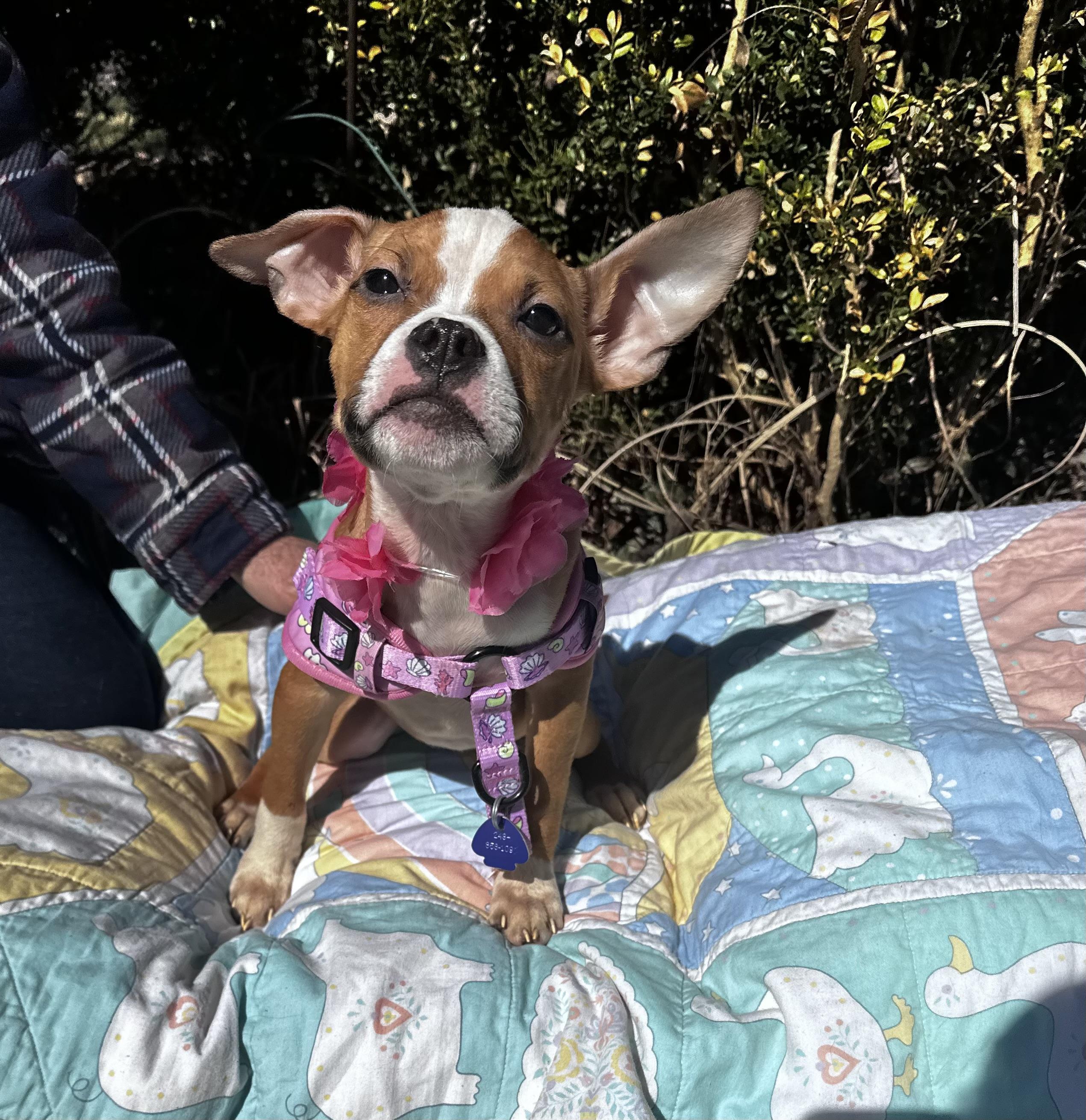 Liza - [ ]  Saturday Pet Supplies Plus 1-3-  5348 Dixie Hwy Waterford, MI 48329)