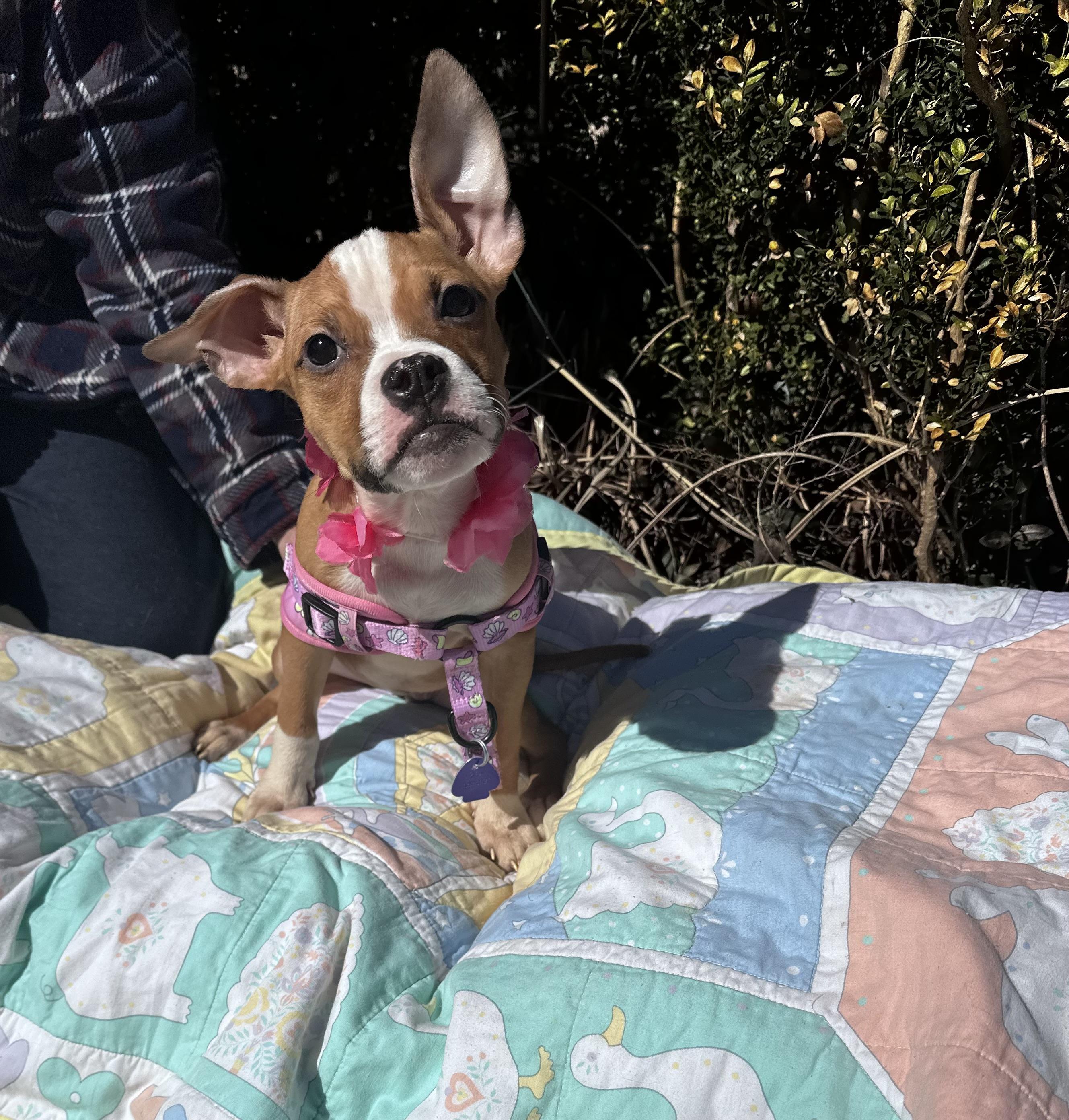 Liza - [ ]  Saturday Pet Supplies Plus 1-3-  5348 Dixie Hwy Waterford, MI 48329)