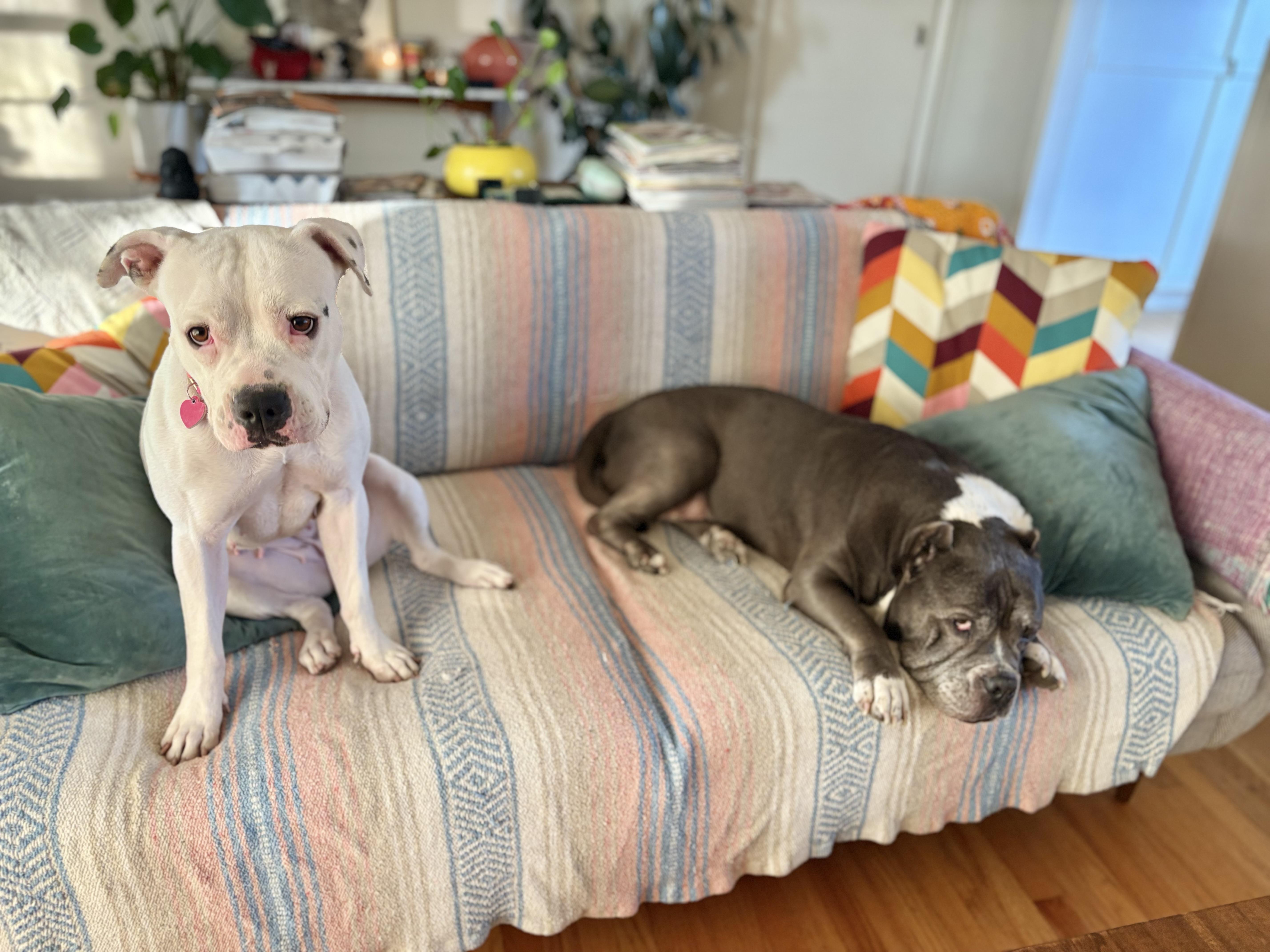 Enlarge Roller Derby, a Adoptable mixed breed in Los Angeles, CA image 2/6