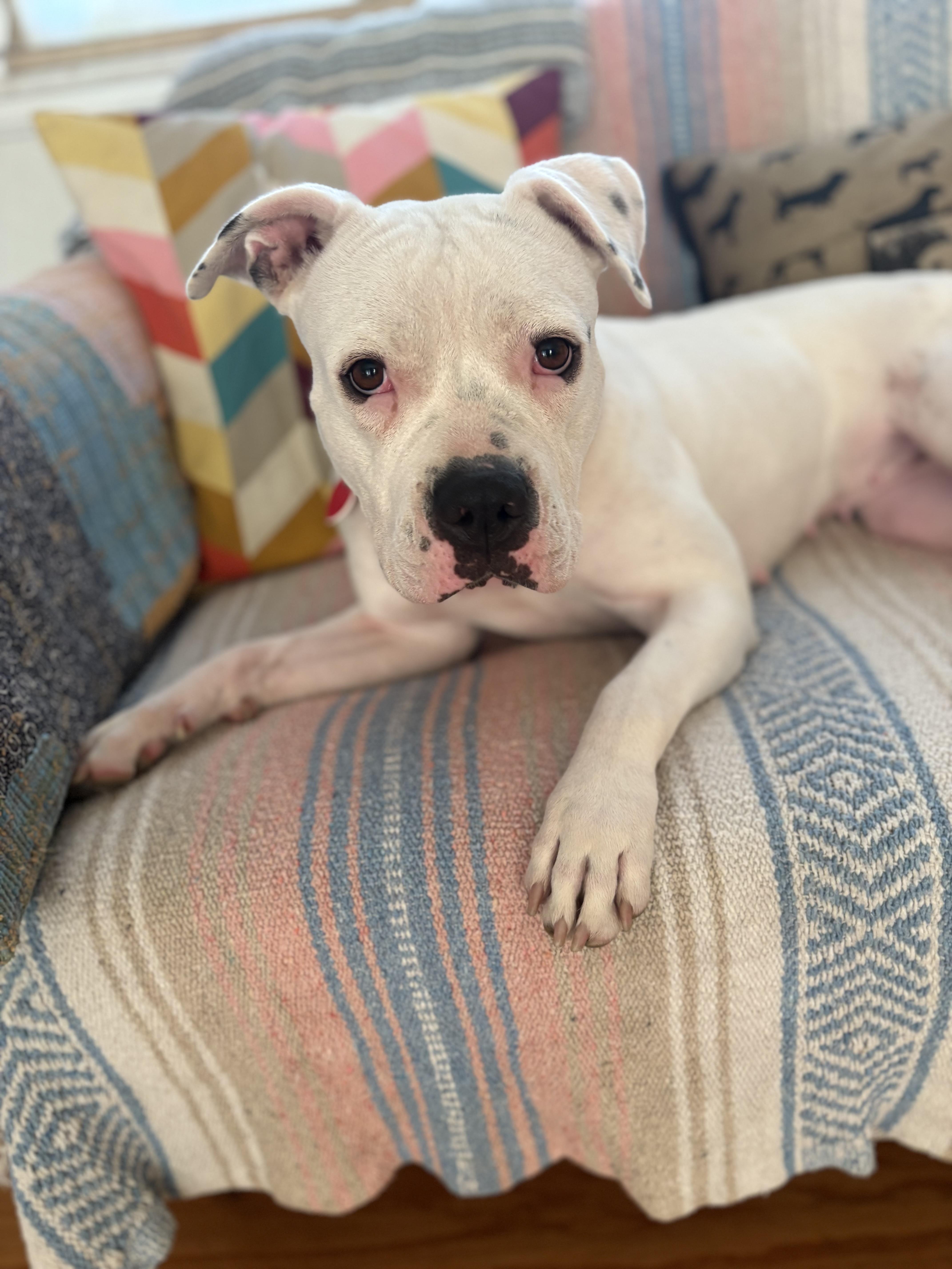 Enlarge Roller Derby, a Adoptable mixed breed in Los Angeles, CA image 3/6