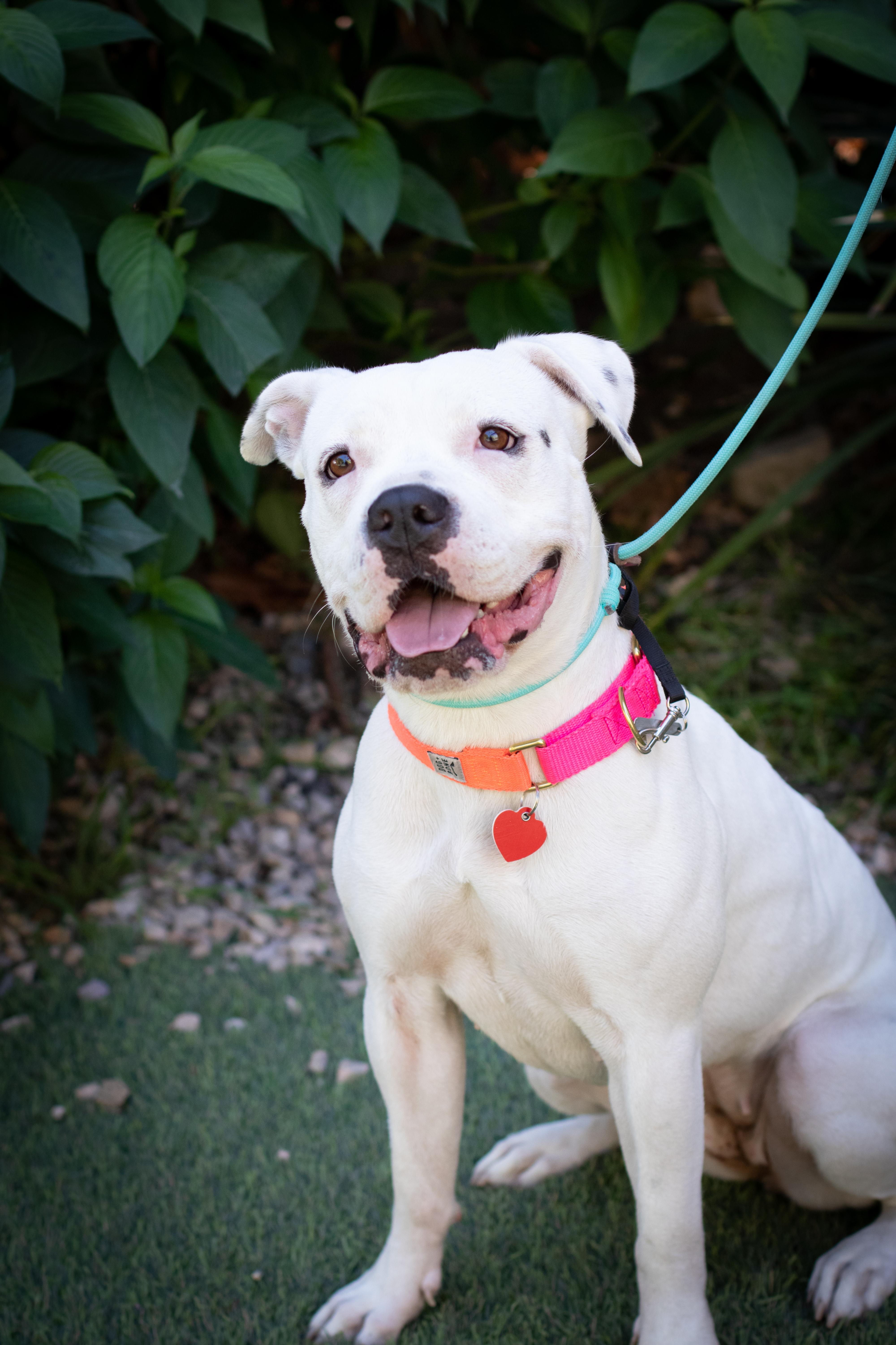 Enlarge Roller Derby, a Adoptable mixed breed in Los Angeles, CA image 5/6