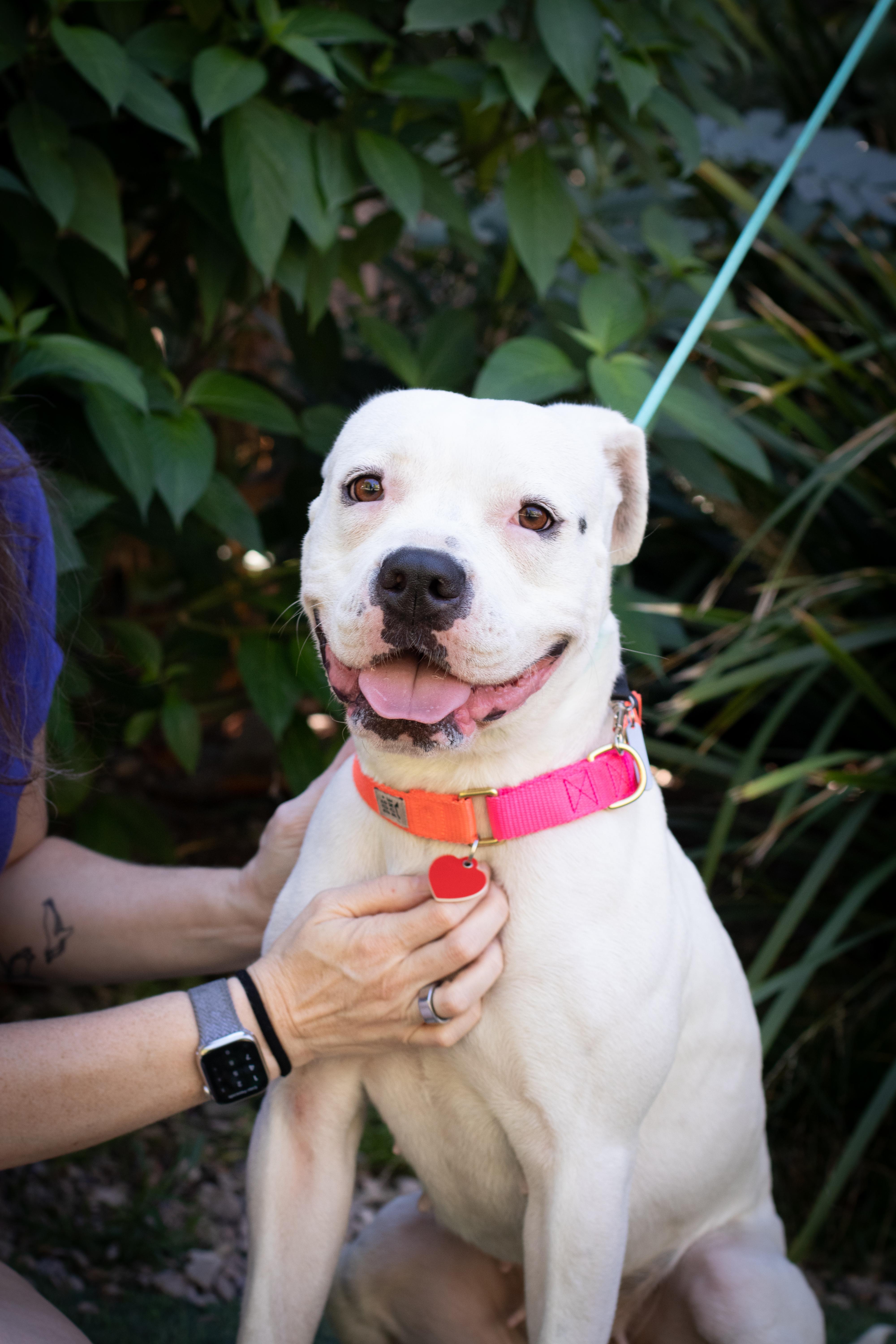 Roller Derby, Adoptable, Young Female Pit Bull Terrier.