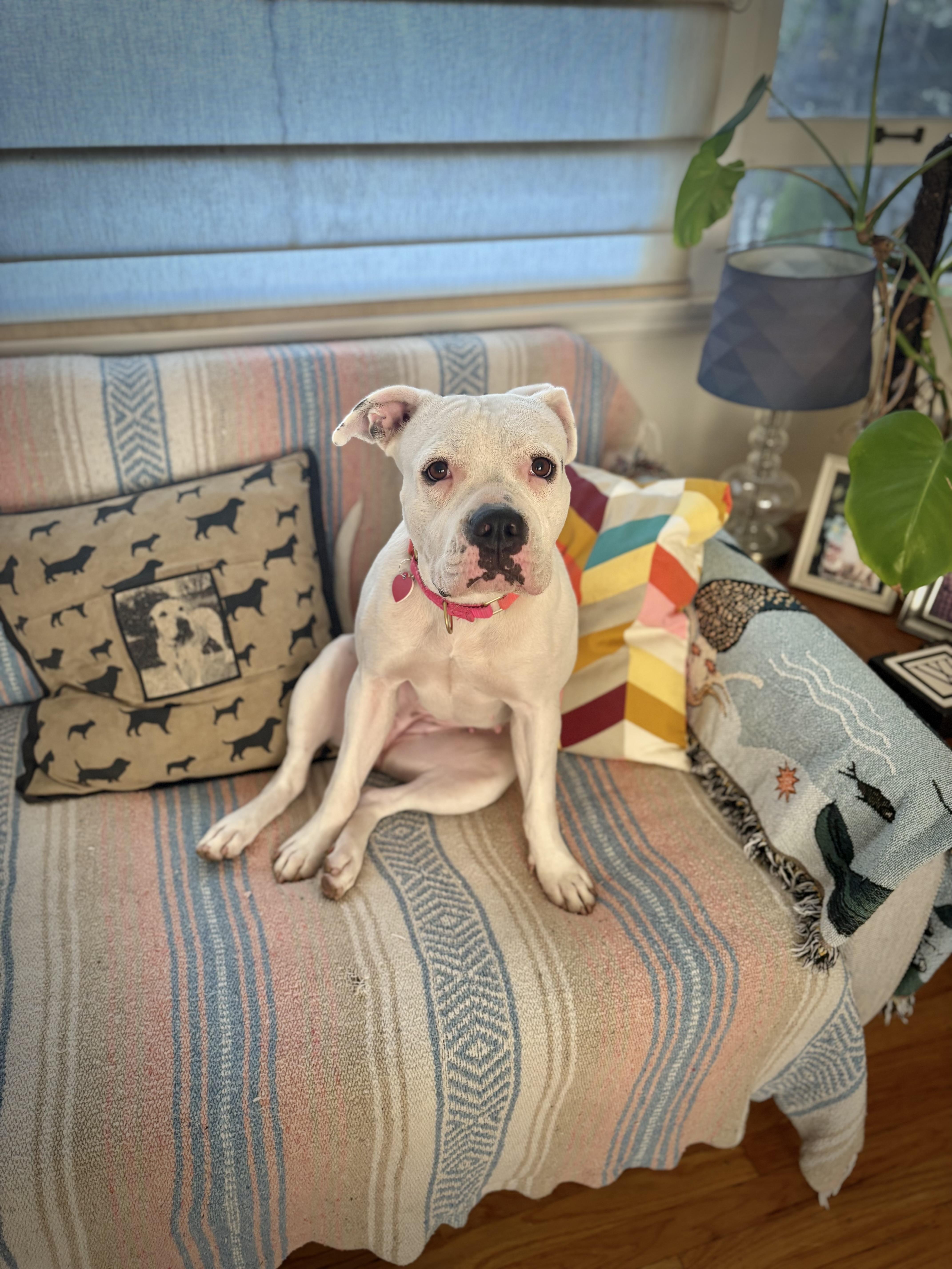 Enlarge Roller Derby, a Adoptable mixed breed in Los Angeles, CA image 6/6