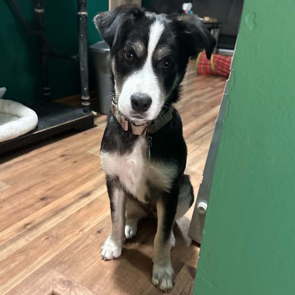 Enlarge Holler, a Adoptable Mixed Breed in Otsego, MN image 1/6