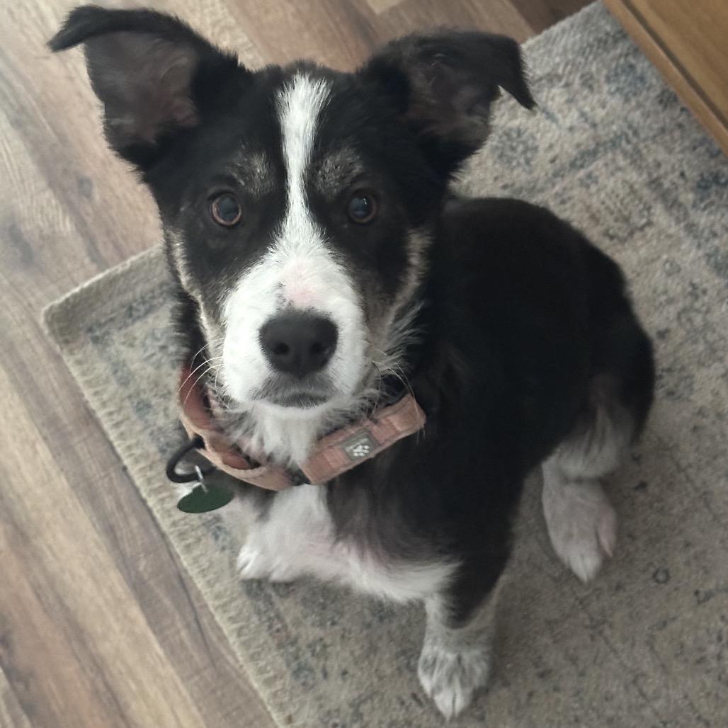Enlarge Holler, a Adoptable Mixed Breed in Otsego, MN image 2/6