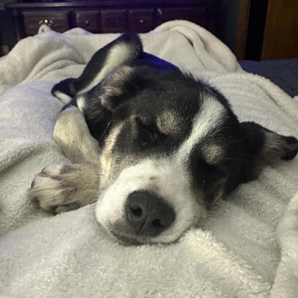 Enlarge Holler, a Adoptable Mixed Breed in Otsego, MN image 3/6