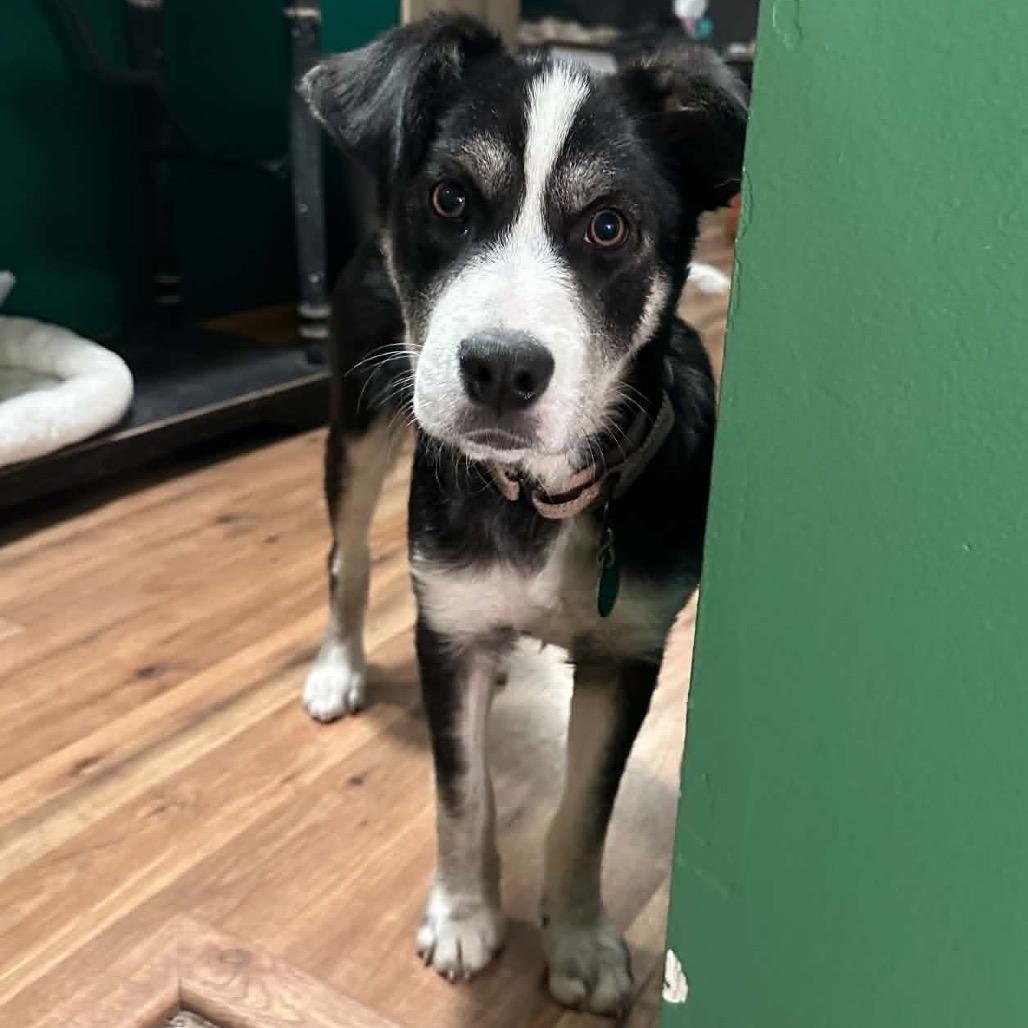 Enlarge Holler, a Adoptable Mixed Breed in Otsego, MN image 4/6