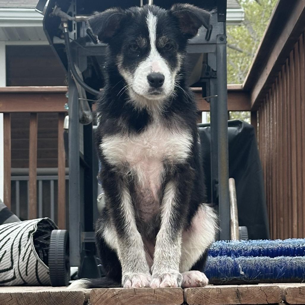 Holler, Adoptable, Young Female Mixed Breed.