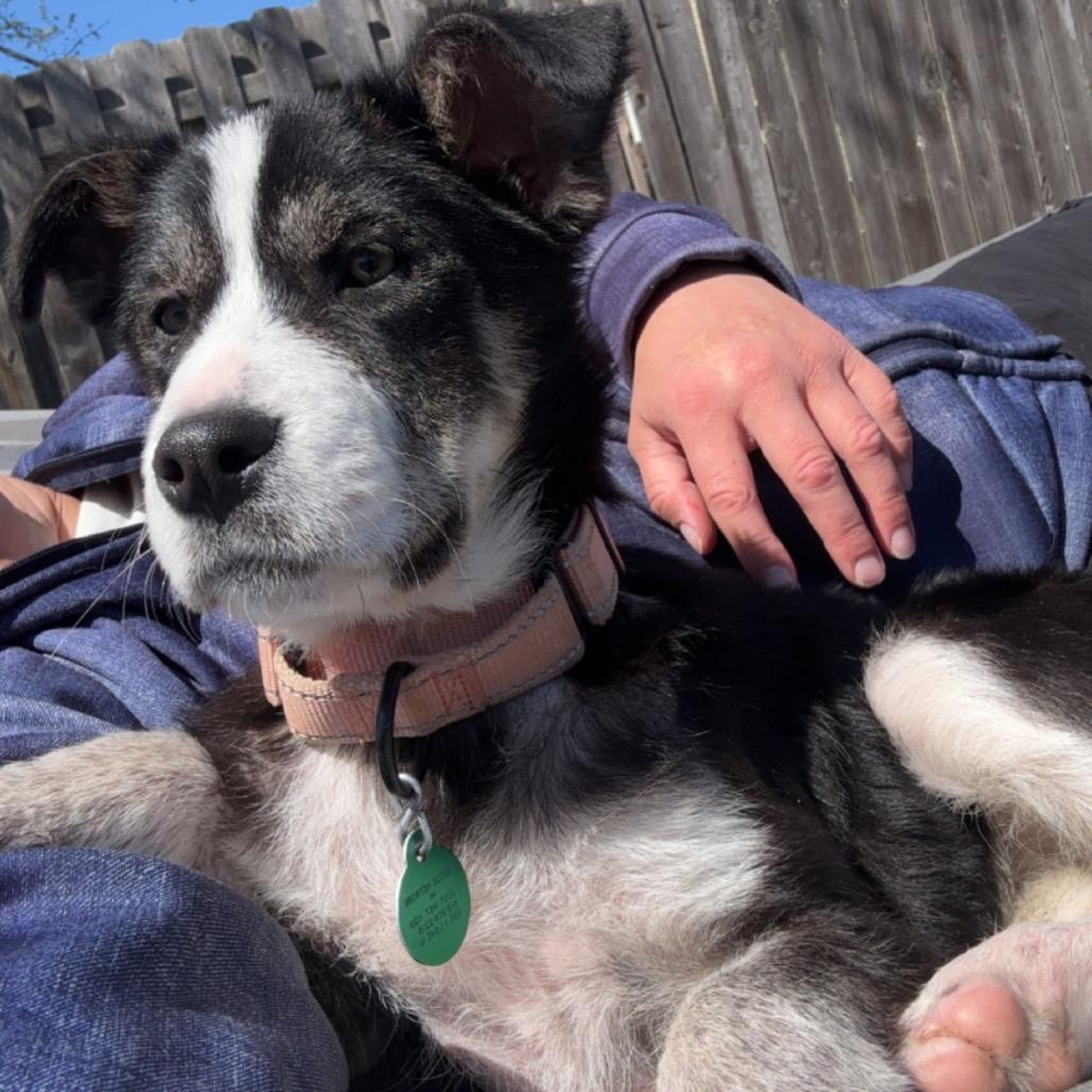 Enlarge Holler, a Adoptable Mixed Breed in Otsego, MN image 6/6