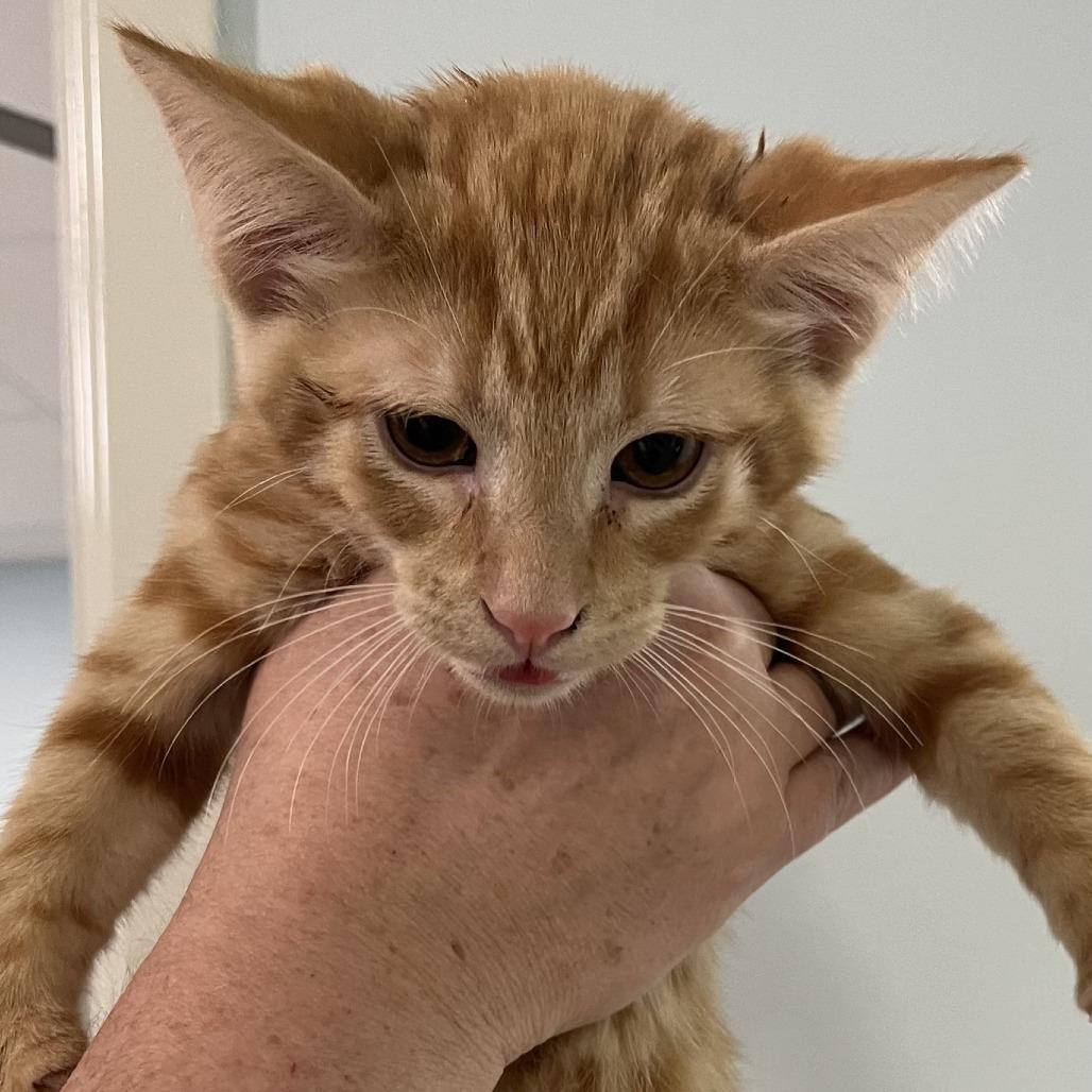 Wild Thing (26-6005), Adoptable, Kitten Male Domestic Short Hair.