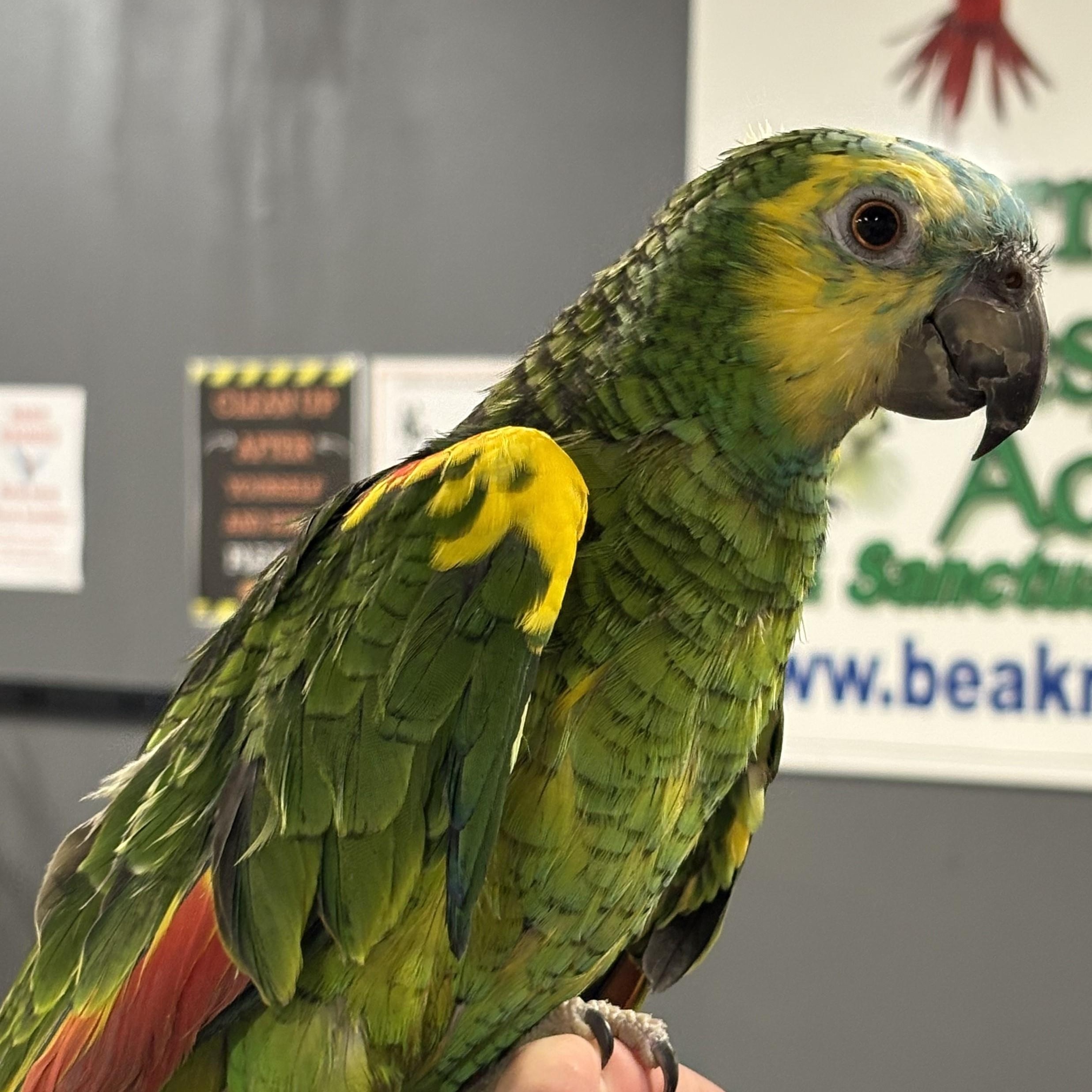 Enlarge Marley, an adoptable Amazon in Lenexa, KS image 1/2