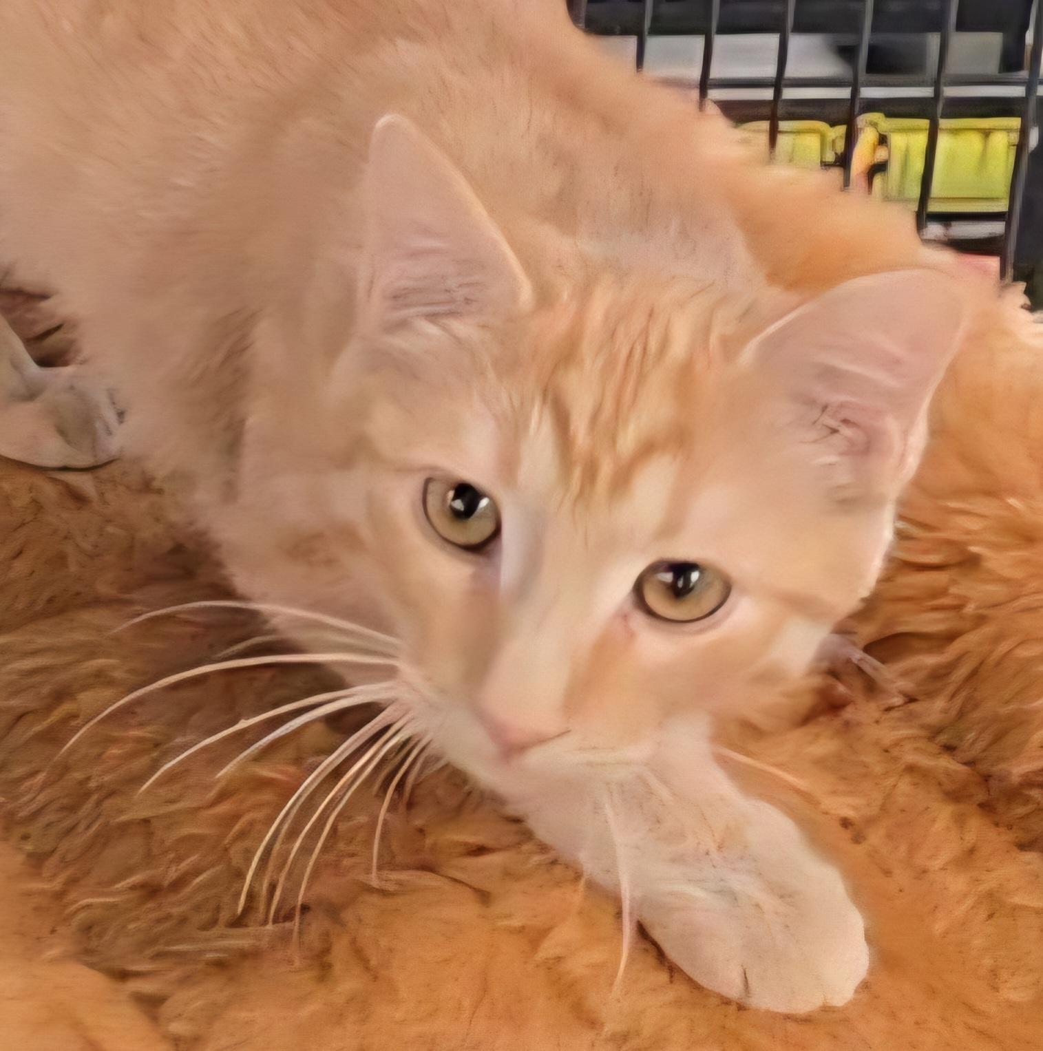 CHEDDAR aka GINGER, Adopted, Kitten Female Domestic Short Hair.