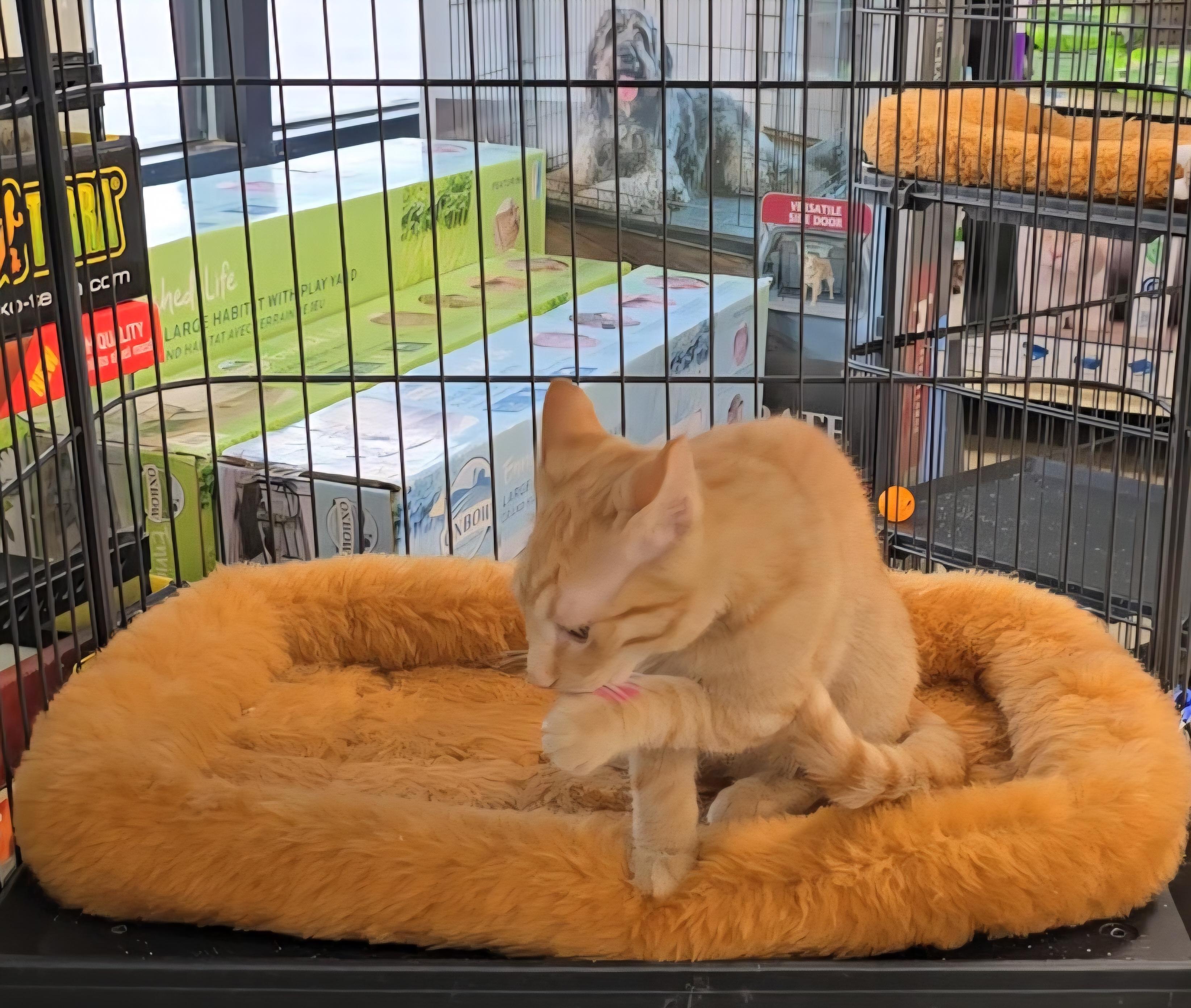 Enlarge CHEDDAR aka GINGER, a Adopted Domestic Short Hair in Conway, SC image 2/6