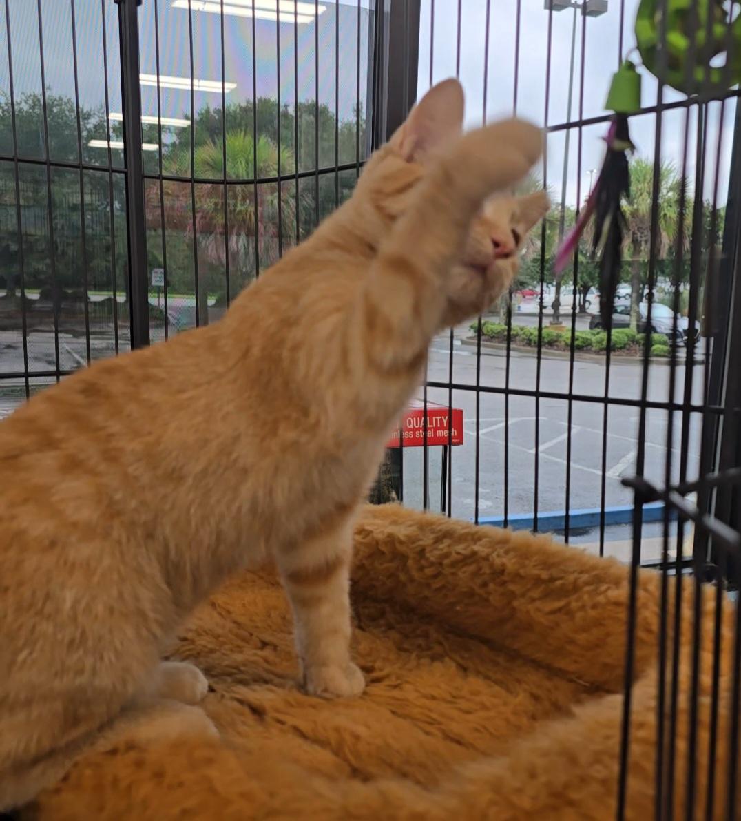 Enlarge CHEDDAR aka GINGER, a Adopted Domestic Short Hair in Conway, SC image 3/6