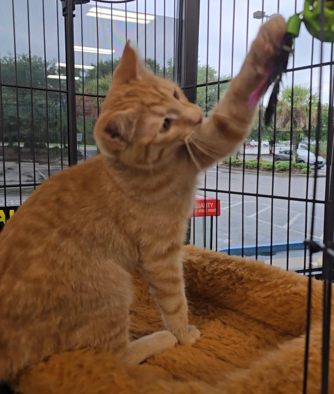 Enlarge CHEDDAR aka GINGER, a Adopted Domestic Short Hair in Conway, SC image 4/6