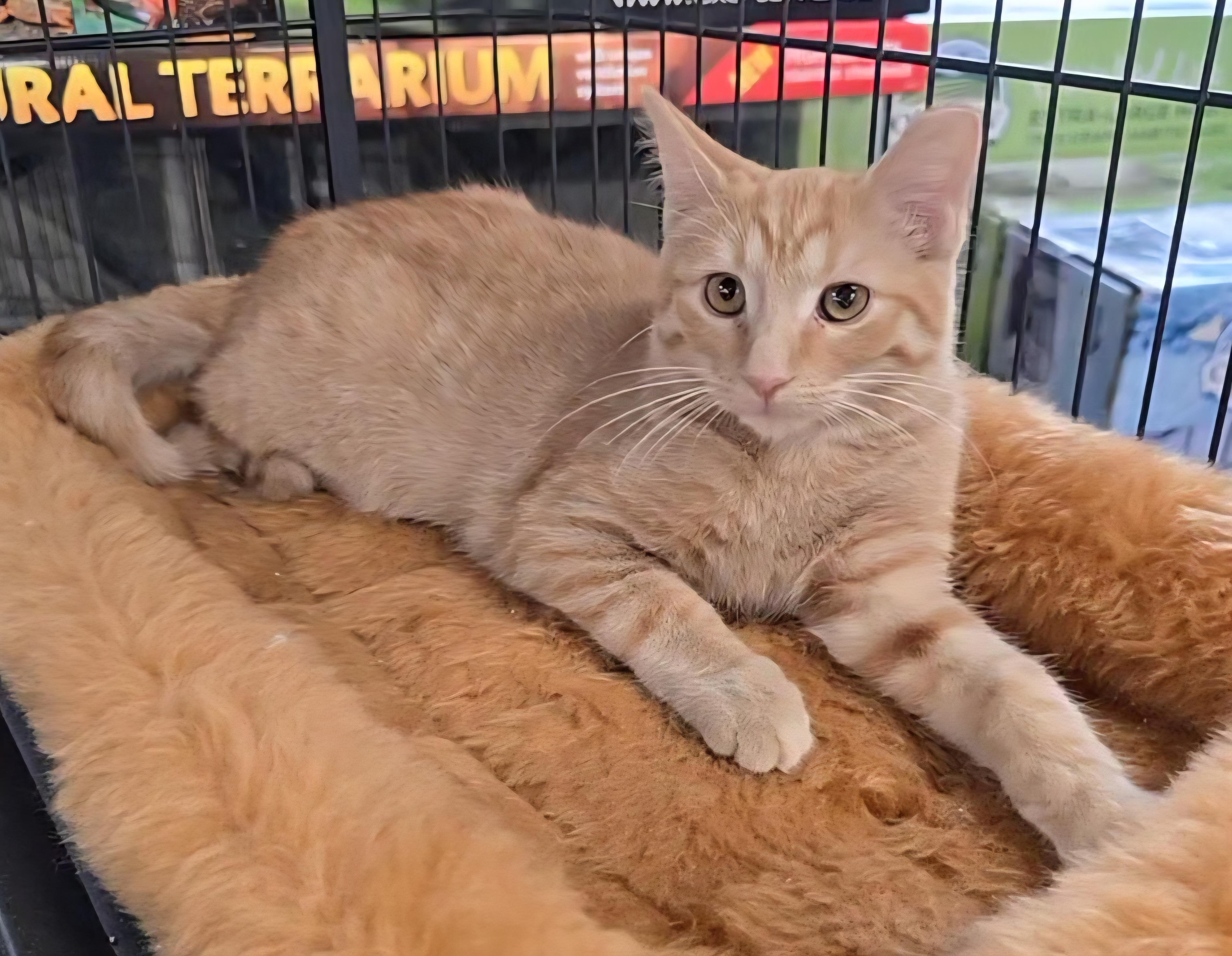 Enlarge CHEDDAR aka GINGER, a Adopted Domestic Short Hair in Conway, SC image 6/6