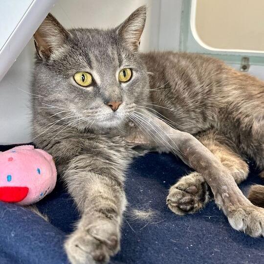 Polar, Adoptable, Adult Male Domestic Short Hair.