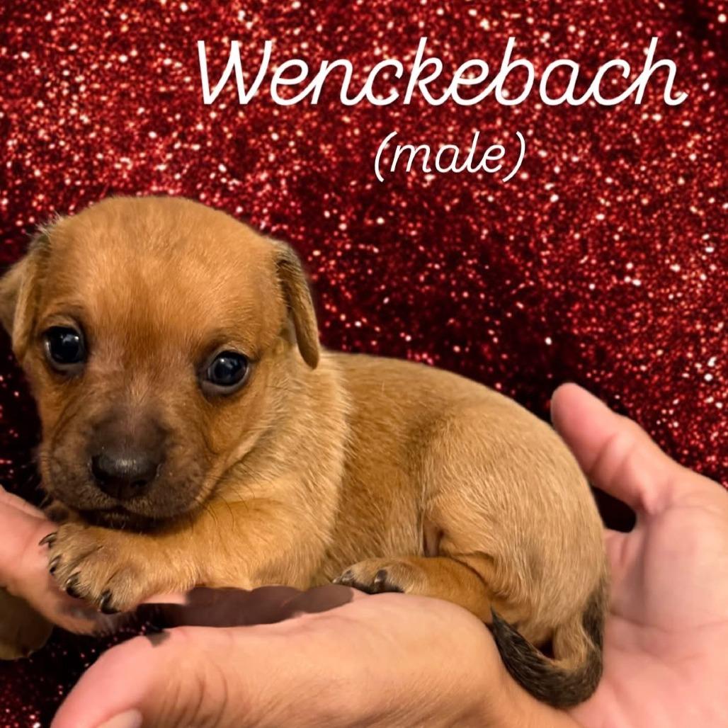 Enlarge Wenckebach, a Adoptable mixed breed in North Port, FL image 1/1