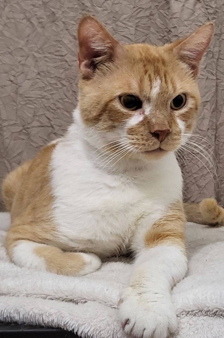 Skipper, Adoptable, Adult Male Domestic Short Hair & Tabby.