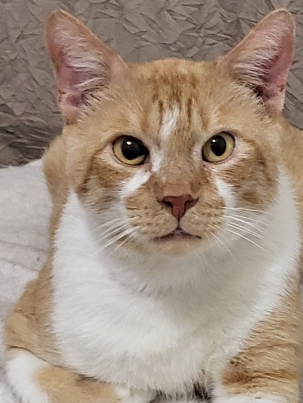 Enlarge Skipper, a Adoptable mixed breed in Miami Beach, FL image 2/3