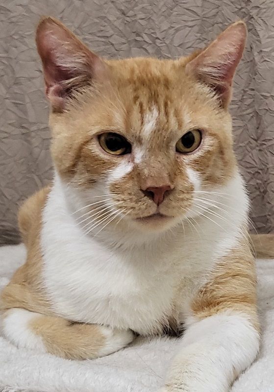 Enlarge Skipper, a Adoptable mixed breed in Miami Beach, FL image 3/3