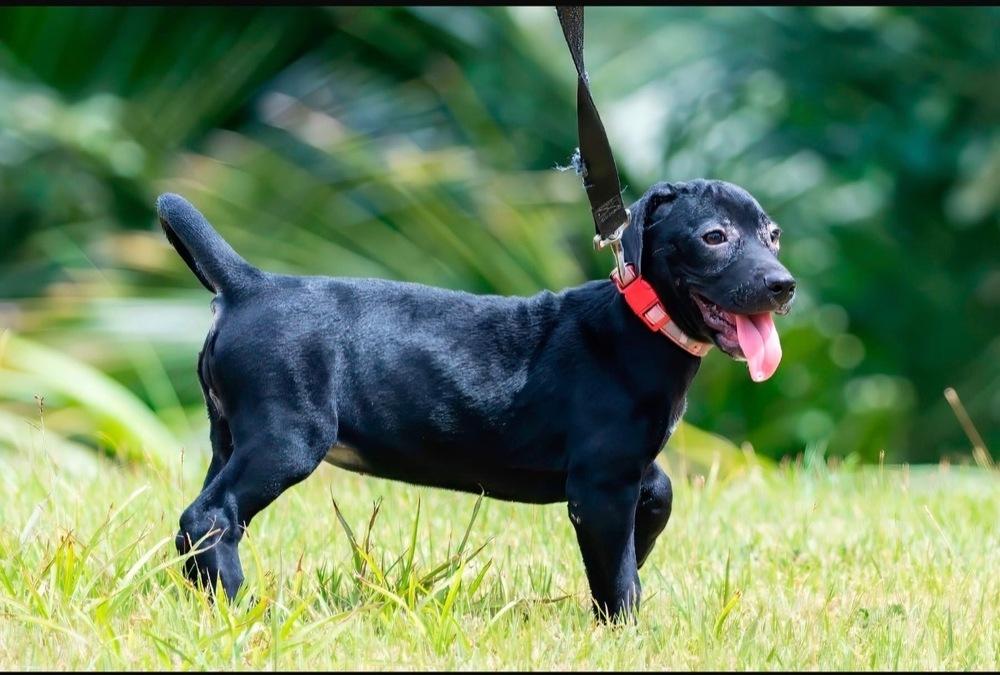 Velvet, Adoptable, Puppy Female Labrador Retriever.