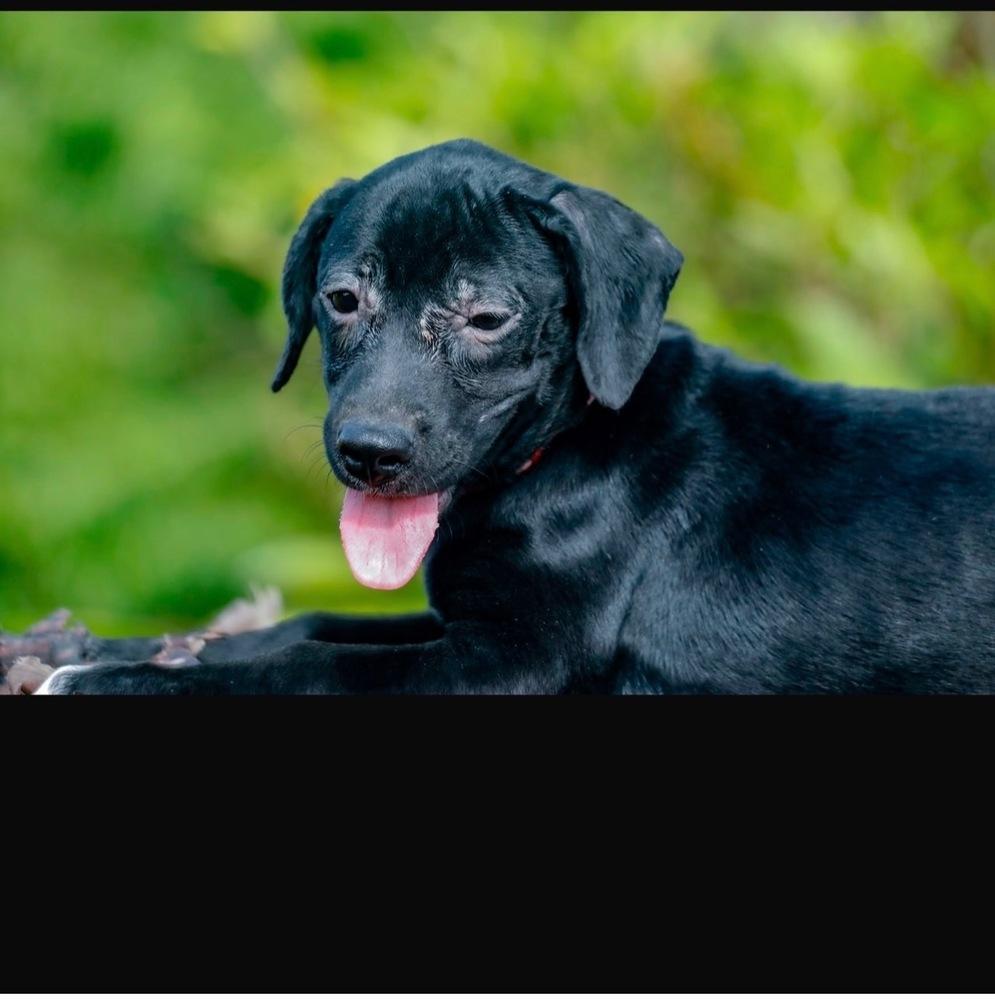 Enlarge Velvet, a Adoptable mixed breed in Orlando, FL image 2/3