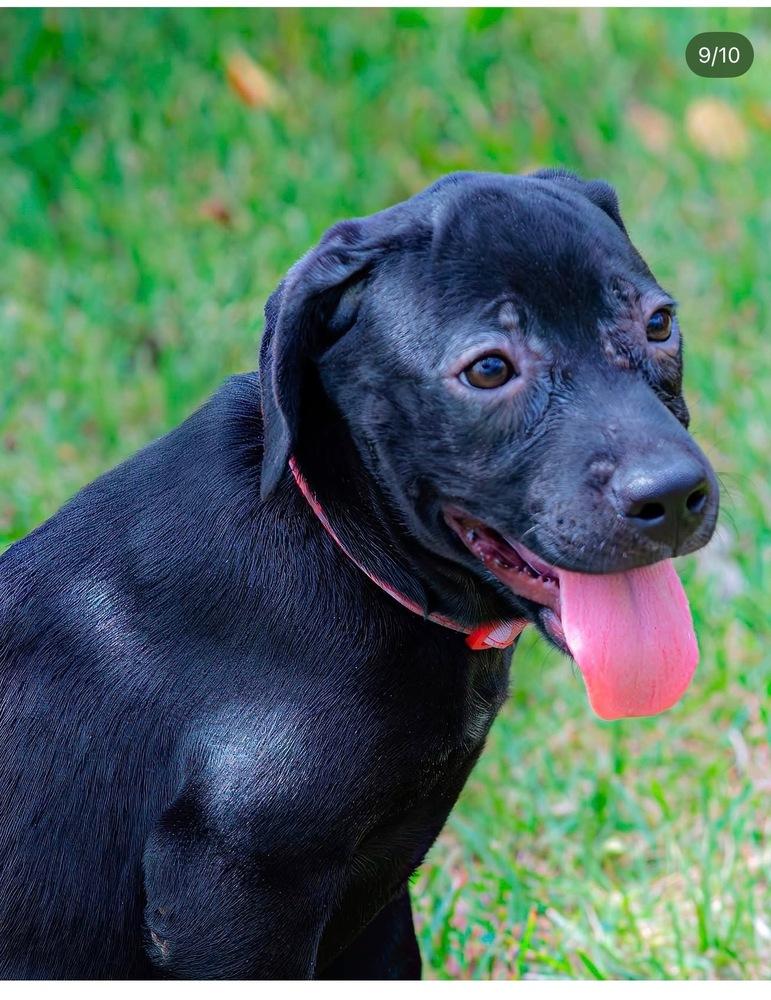 Enlarge Velvet, a Adoptable mixed breed in Orlando, FL image 3/3