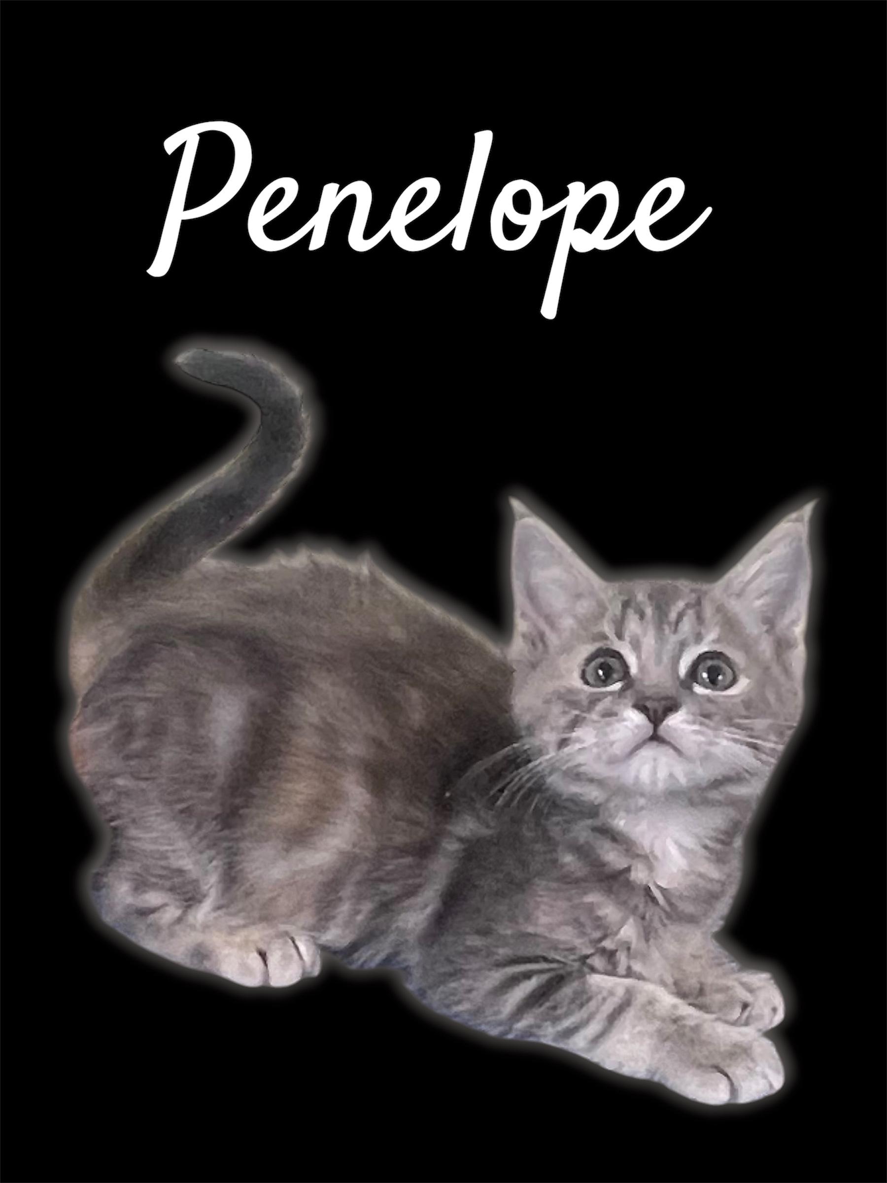 Penelope, ADOPTABLE, Kitten Female Domestic Short Hair.