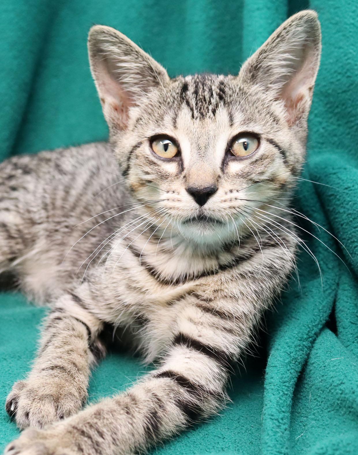 Gregor, Baby Male Domestic Short Hair