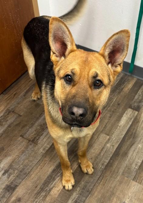 Bullet, Adoptable, Adult Male Shepherd & German Shepherd Dog.