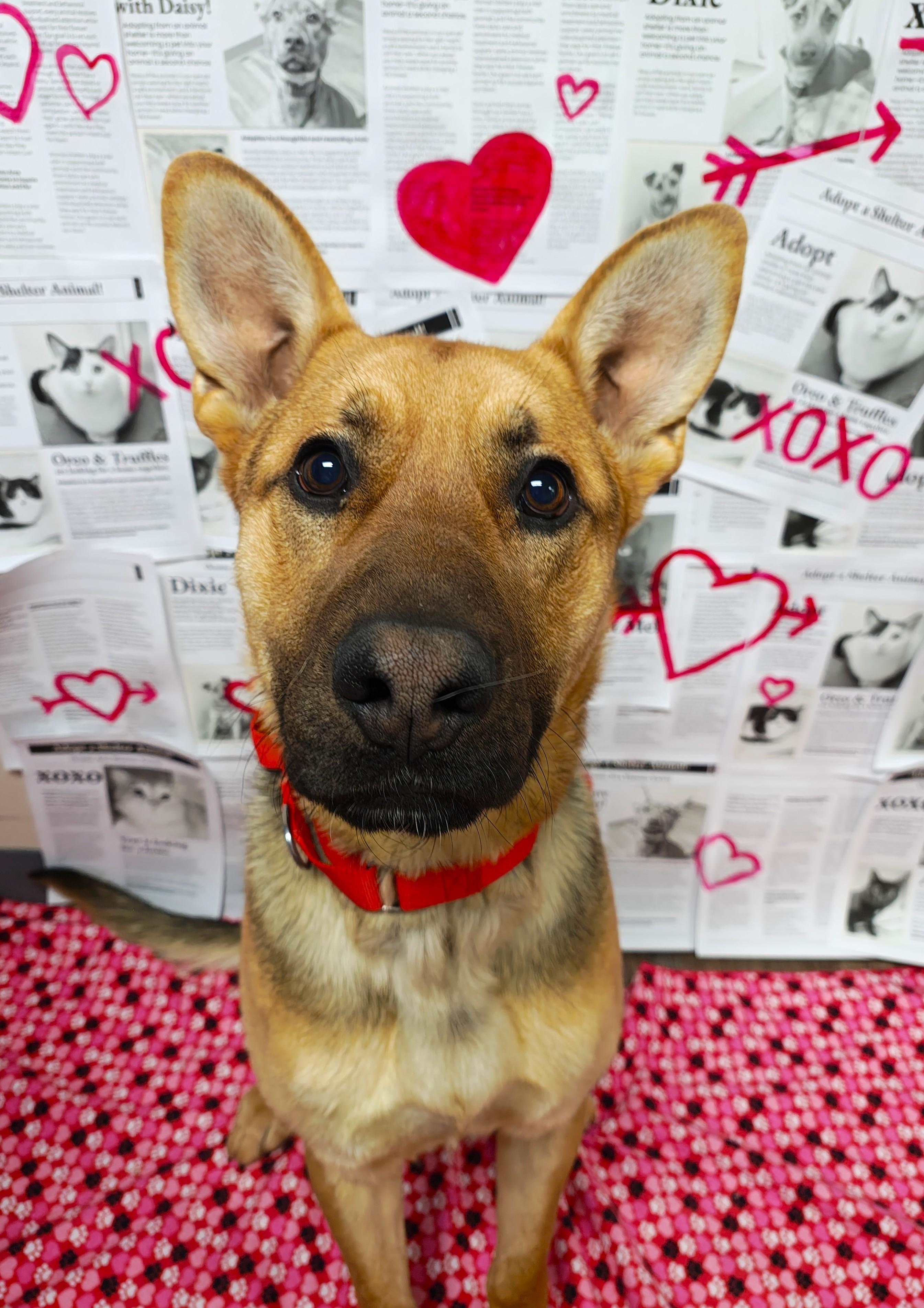 Bullet, adopted, Adult Male Shepherd & German Shepherd Dog.