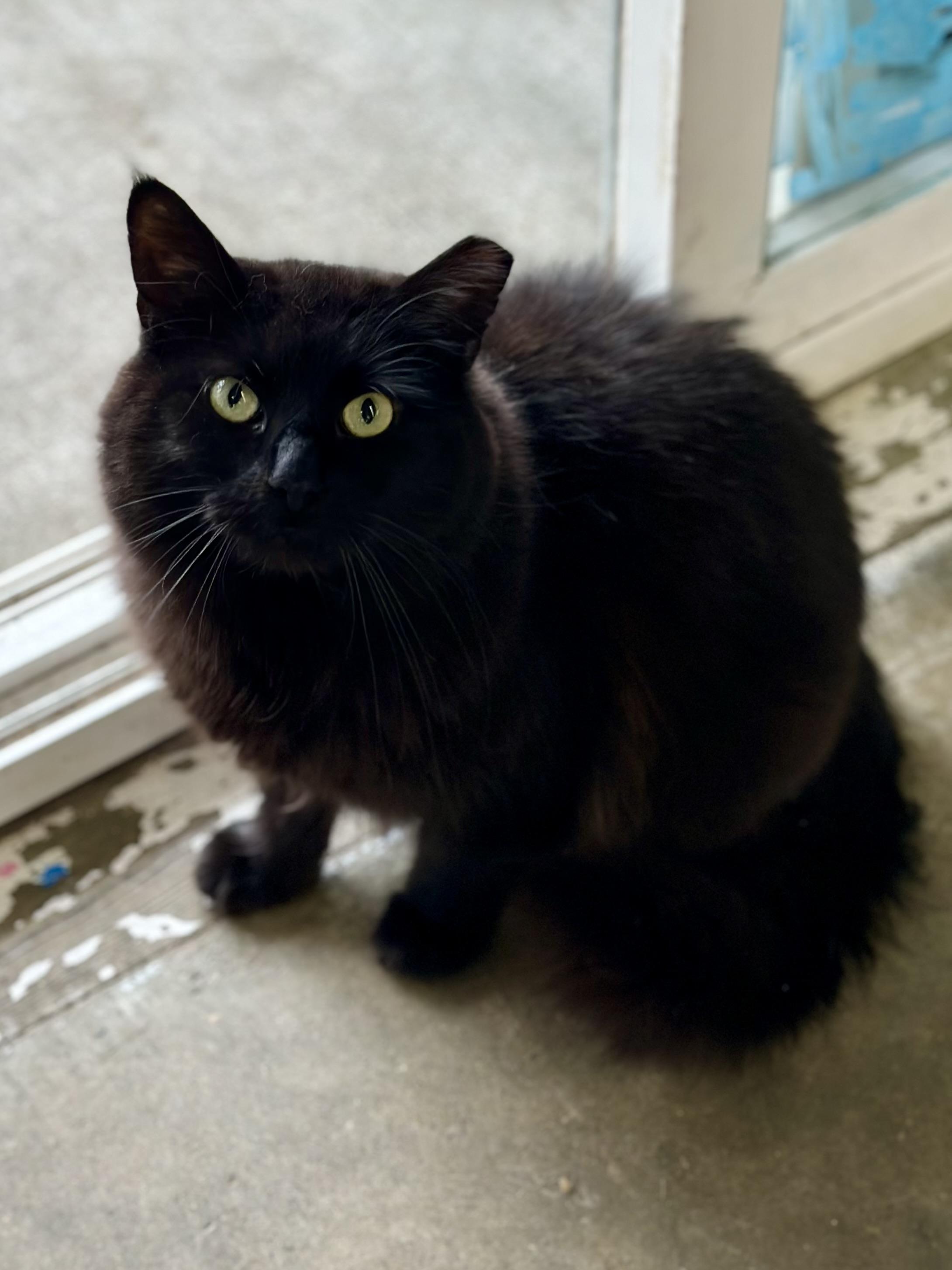 Hunk, a ADOPTABLE Domestic Long Hair in Faribault, MN image 4/4