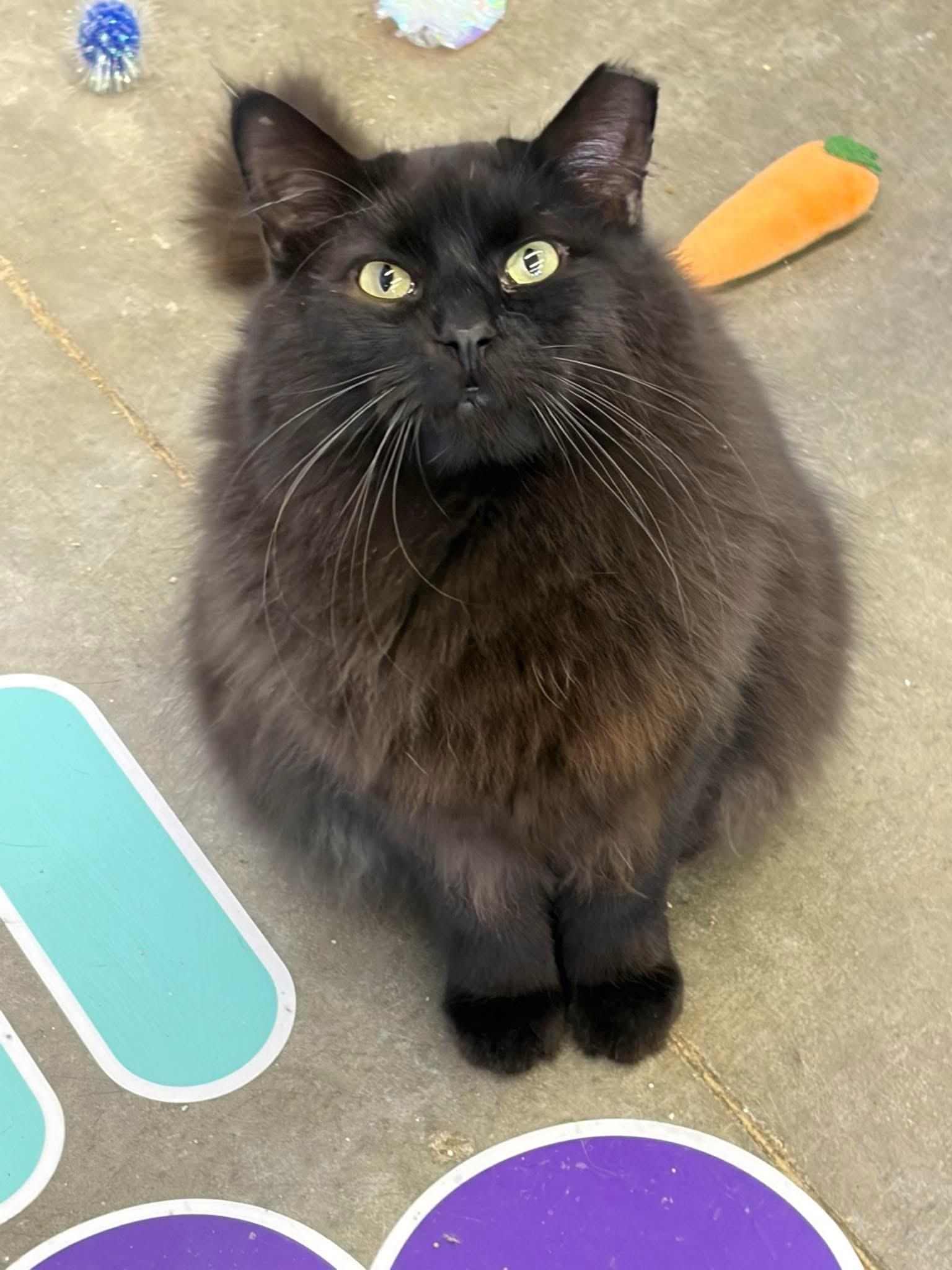 Hunk, a ADOPTABLE Domestic Long Hair in Faribault, MN image 3/4