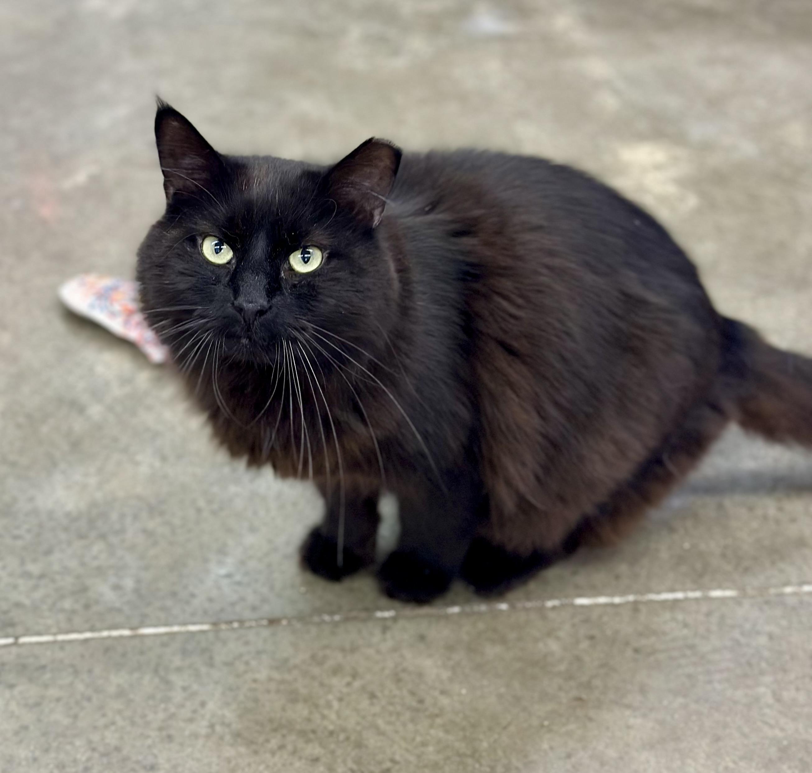 Hunk, a ADOPTABLE Domestic Long Hair in Faribault, MN image 2/4