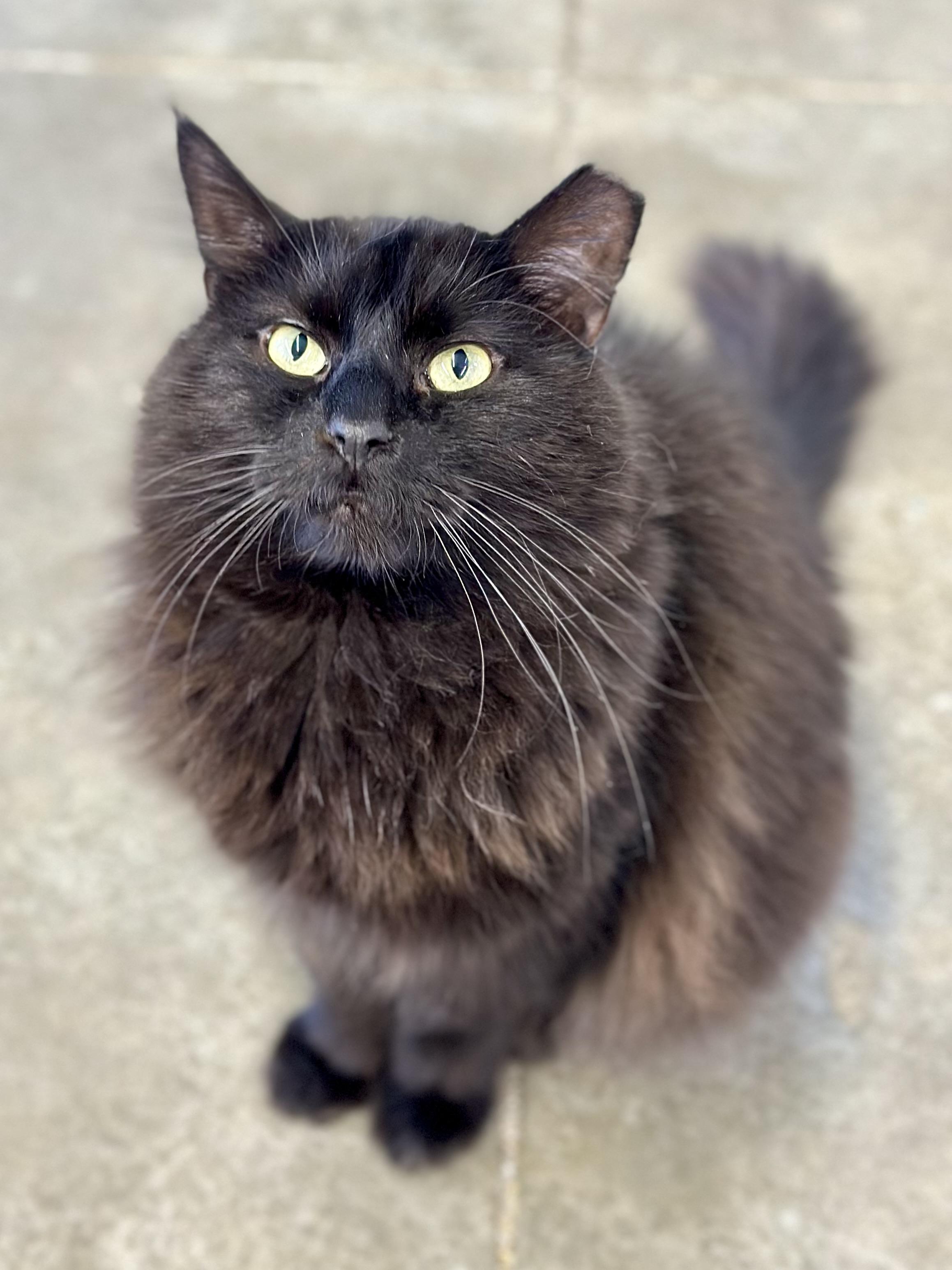 Hunk, a ADOPTABLE Domestic Long Hair in Faribault, MN image 1/4