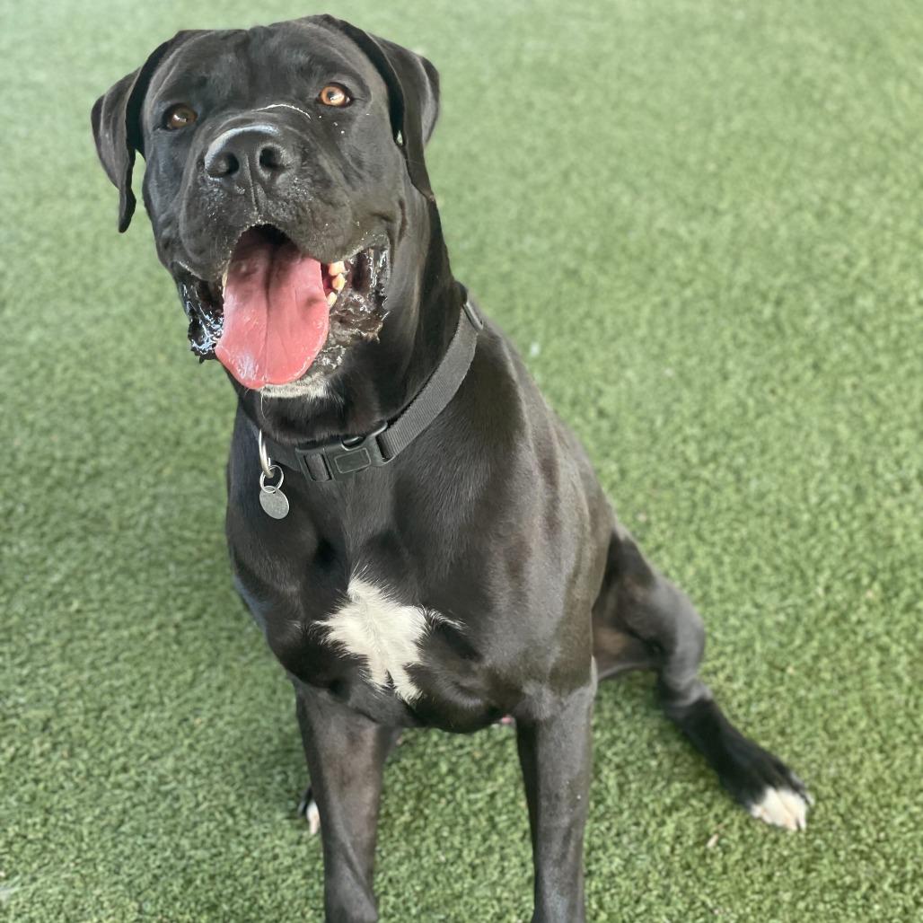 Frankie, Adoptable, Adult Male Mastiff & Mixed Breed.
