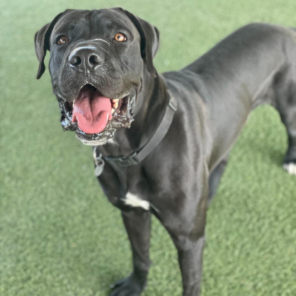 Enlarge Frankie, a Adoptable mixed breed in Riverside, CA image 2/6