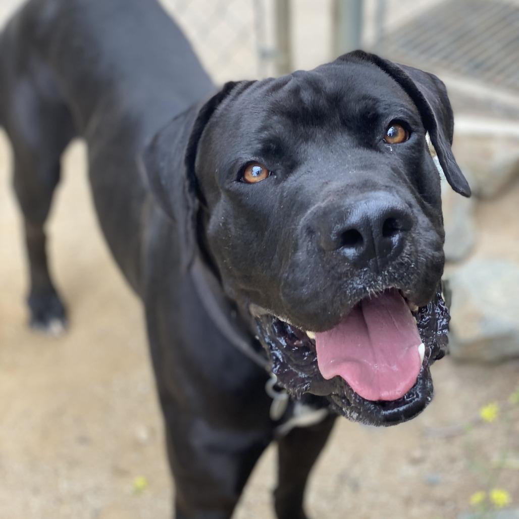Enlarge Frankie, a Adoptable mixed breed in Riverside, CA image 3/6