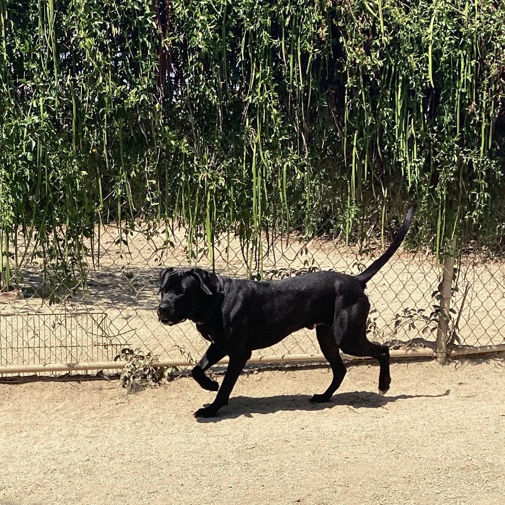 Enlarge Frankie, a Adoptable mixed breed in Riverside, CA image 4/6