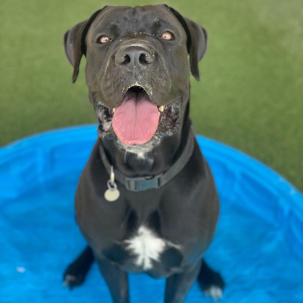 Enlarge Frankie, a Adoptable mixed breed in Riverside, CA image 5/6
