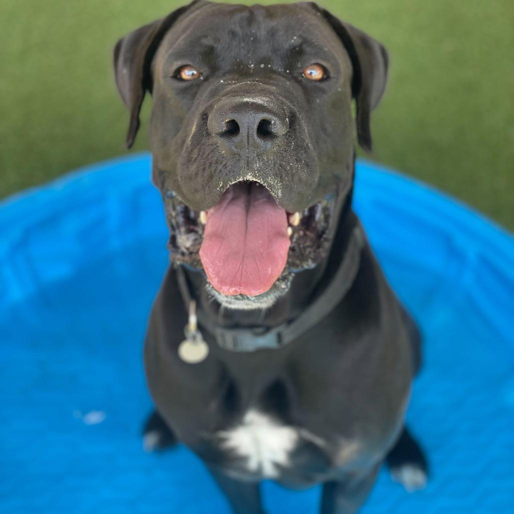 Enlarge Frankie, a Adoptable mixed breed in Riverside, CA image 6/6