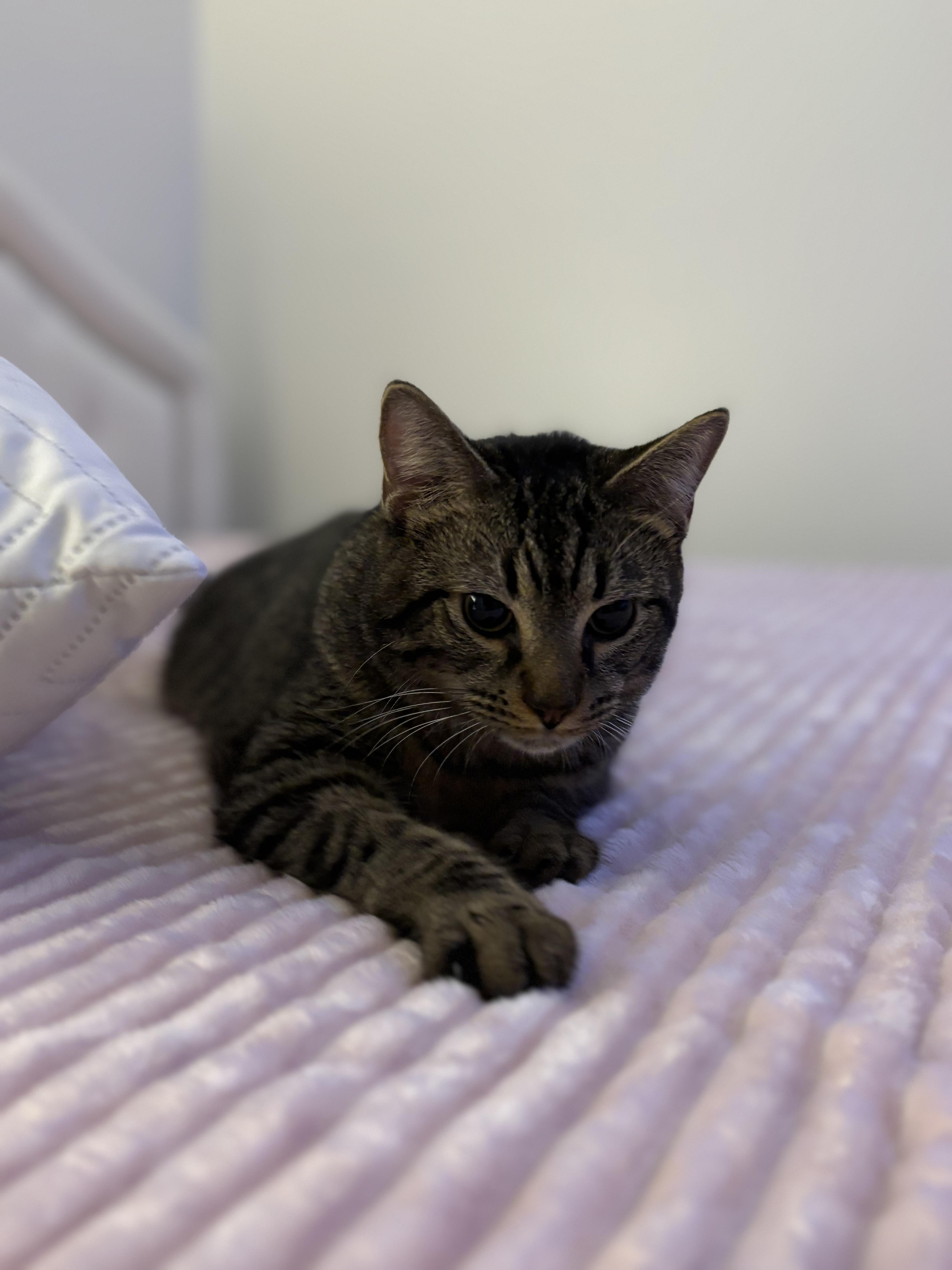 Rufio — thumbnail 2