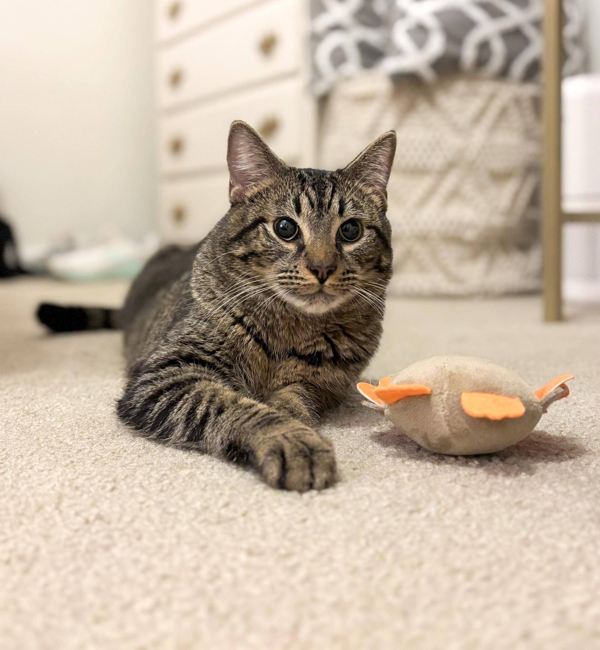 Rufio — thumbnail 3